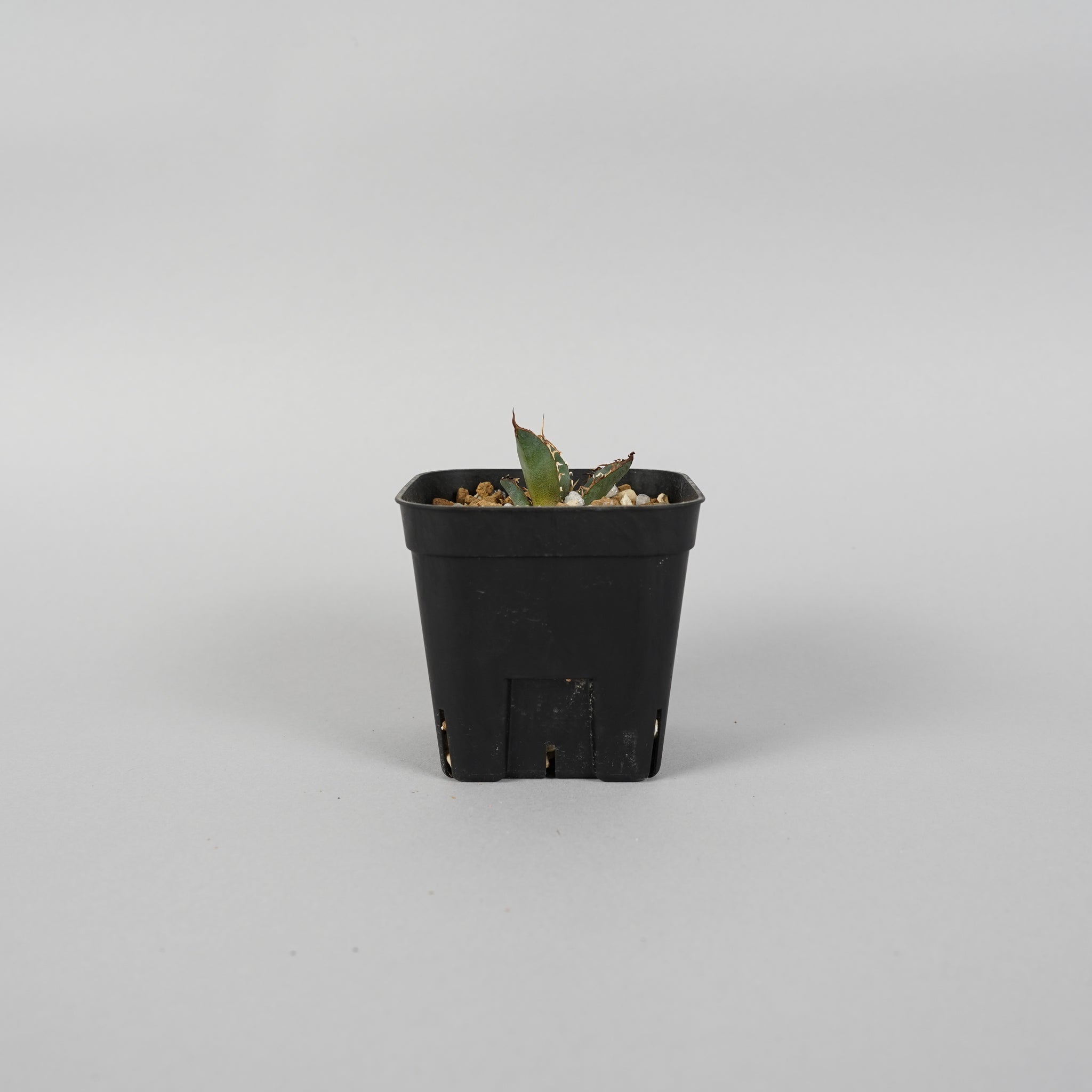アガベ チタノタ 羽毛 Agave titanota feather/AG0005