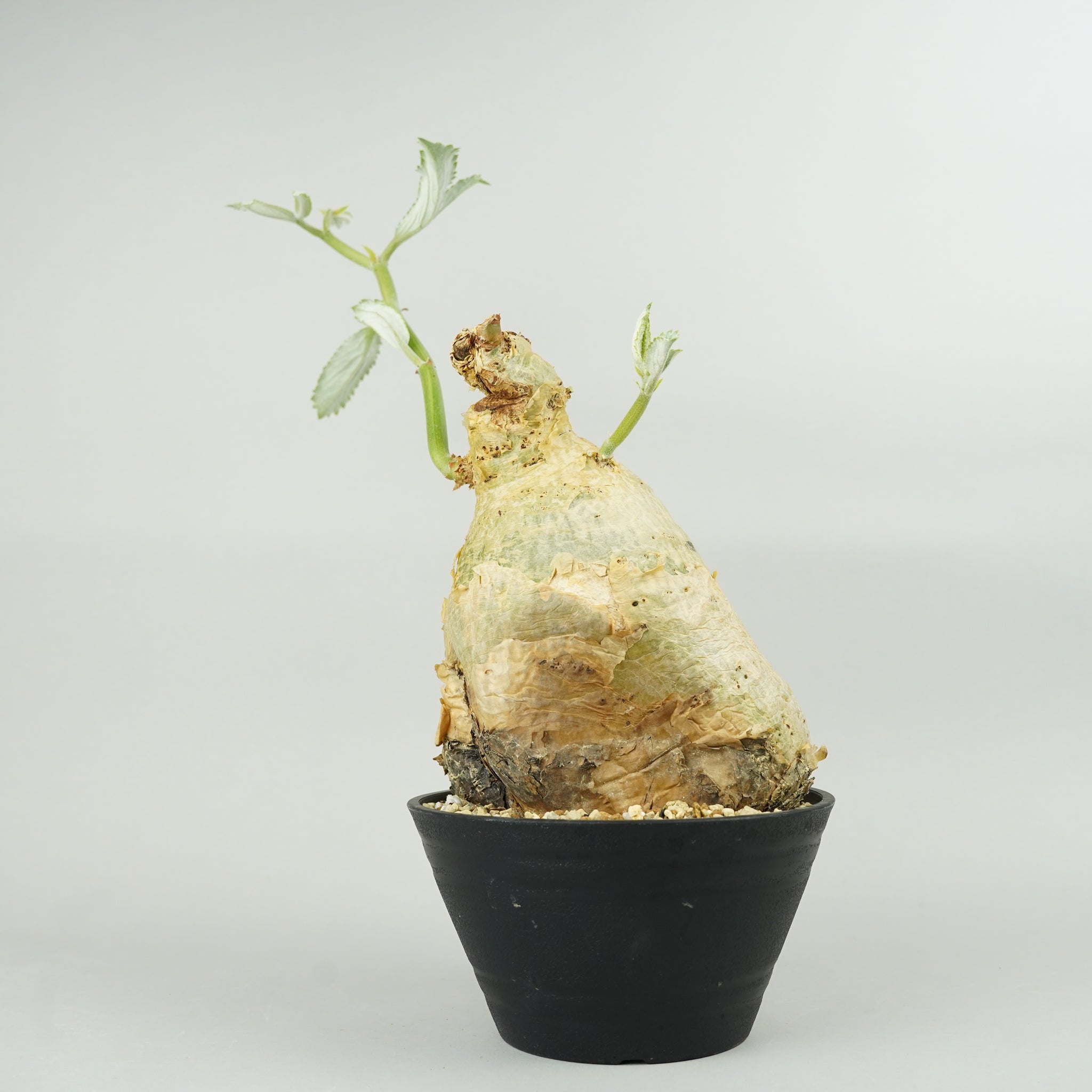 キフォステンマ・セイチアナ 「Cyphostemma сеchianum」/ET1064