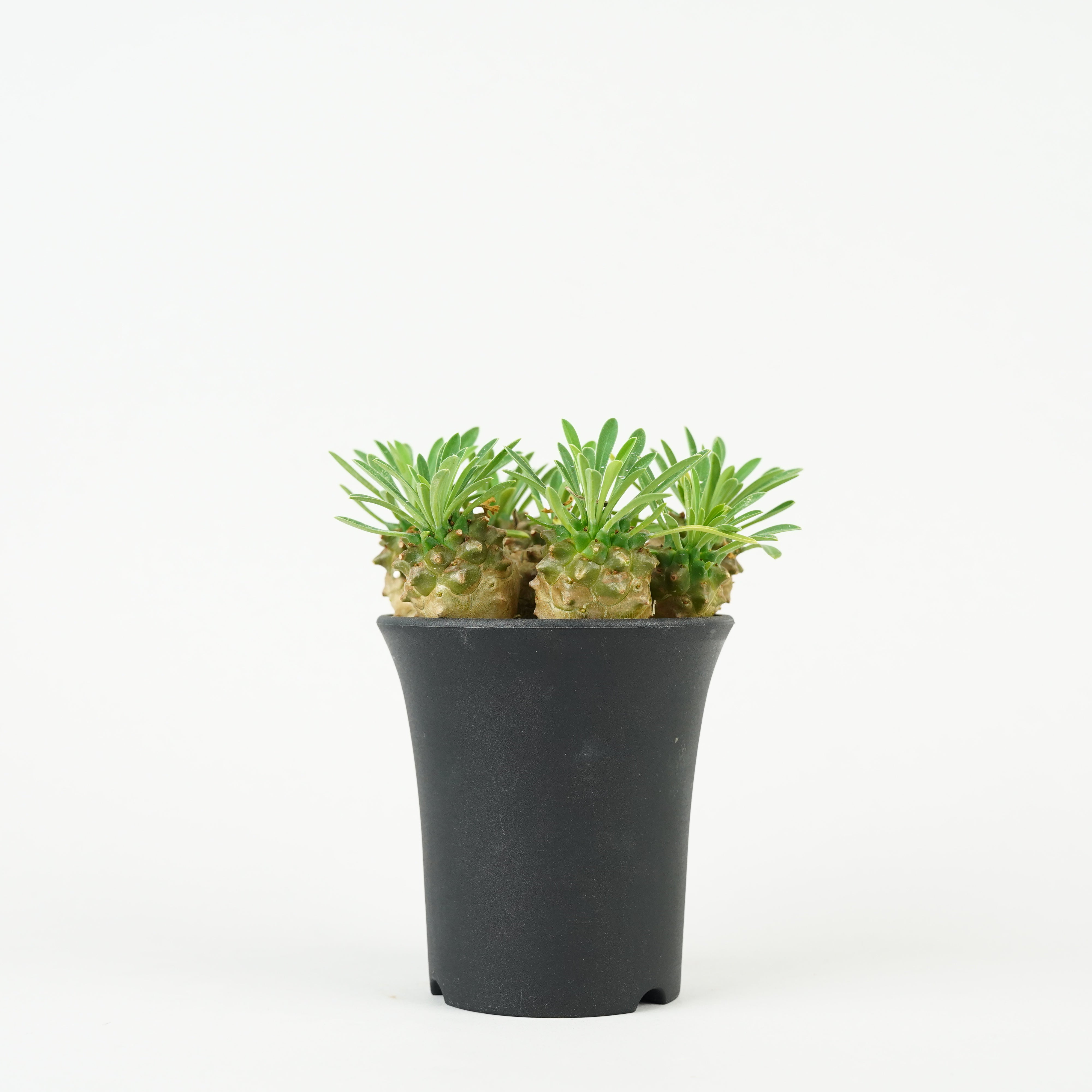 ②ユーフォルビア　ルディス Yahoo!オークション - D28 Euphorbia rudis ユーフォルビア ルディス