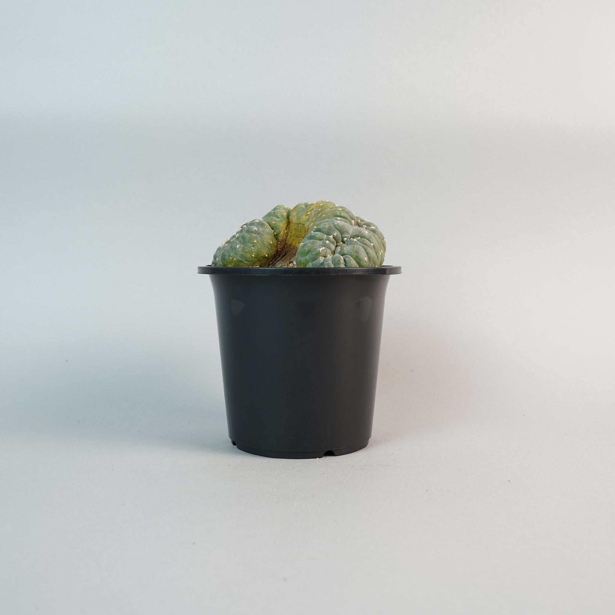 ロフォフォラ フリチー 大疣銀冠玉 綴化 Lophophora fricii/CA0125