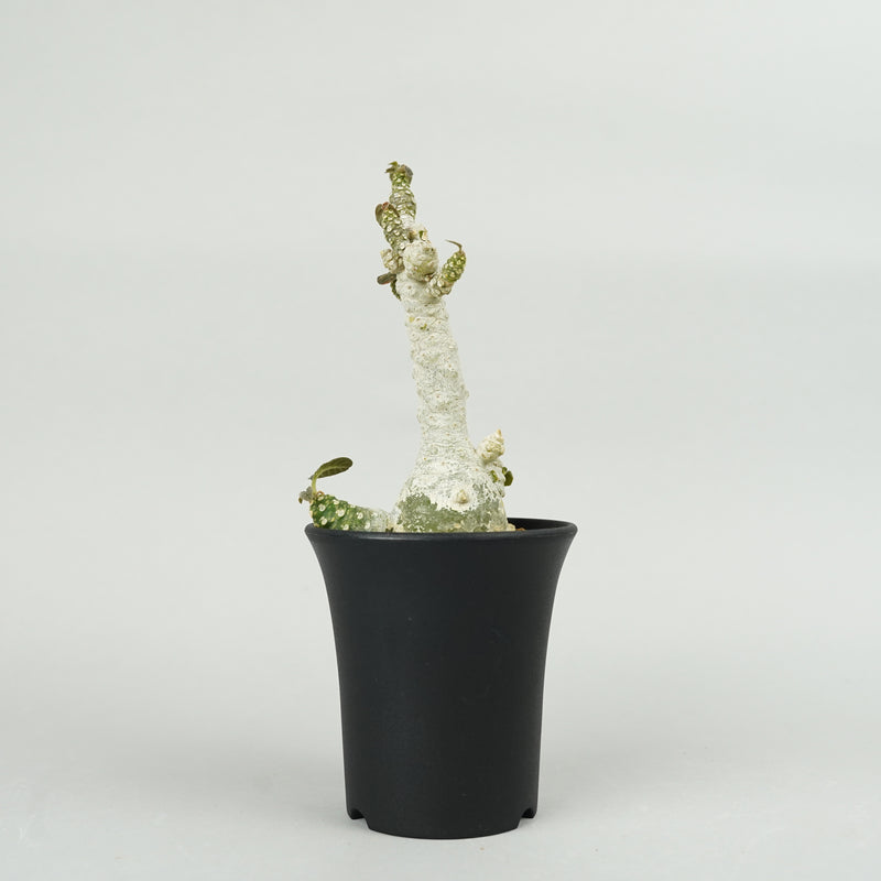 ドルステニア・フォエチダ マルチヘッド 「Dorstenia foetida multihead」/DL0245