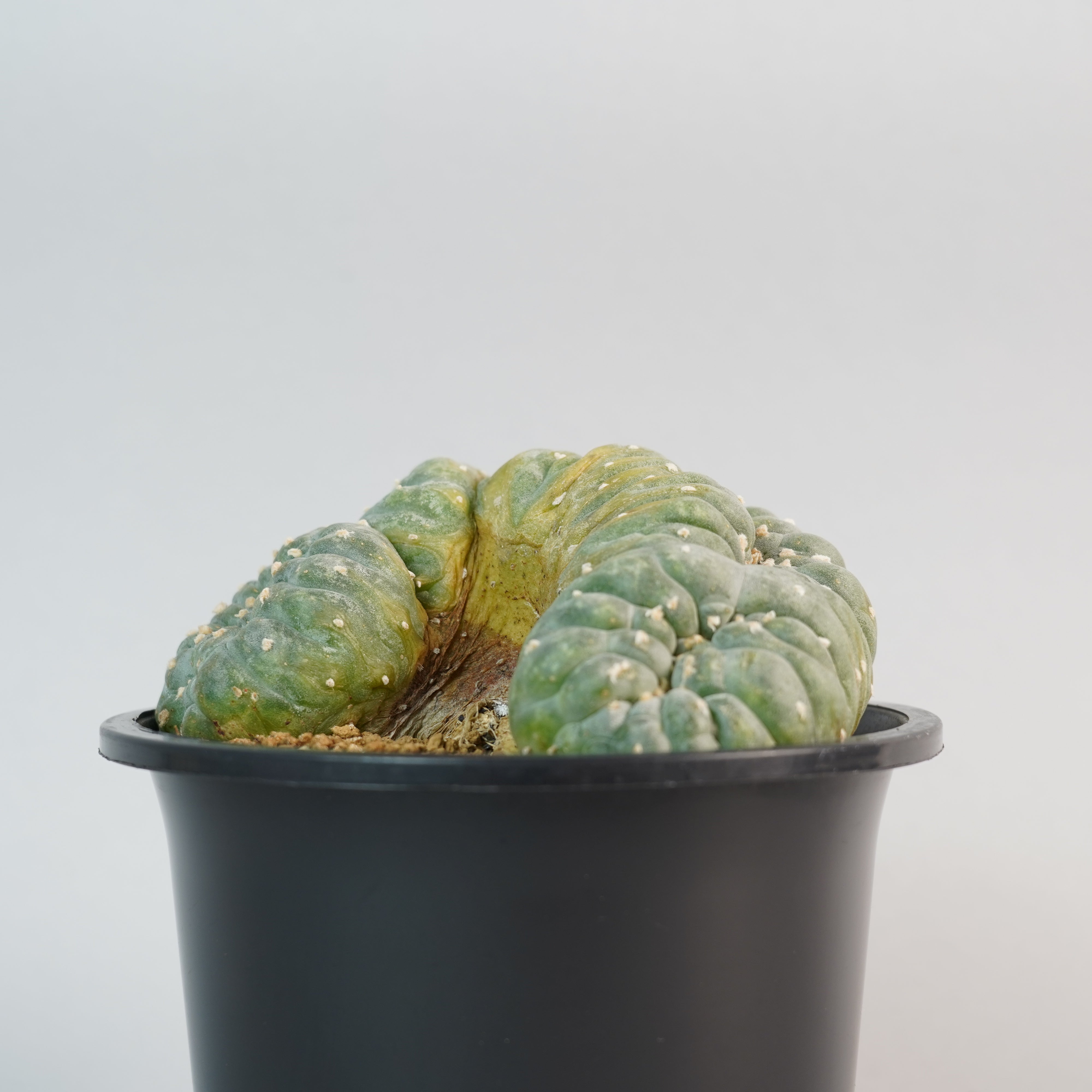 ロフォフォラ フリチー 大疣銀冠玉 綴化 Lophophora fricii/CA0125