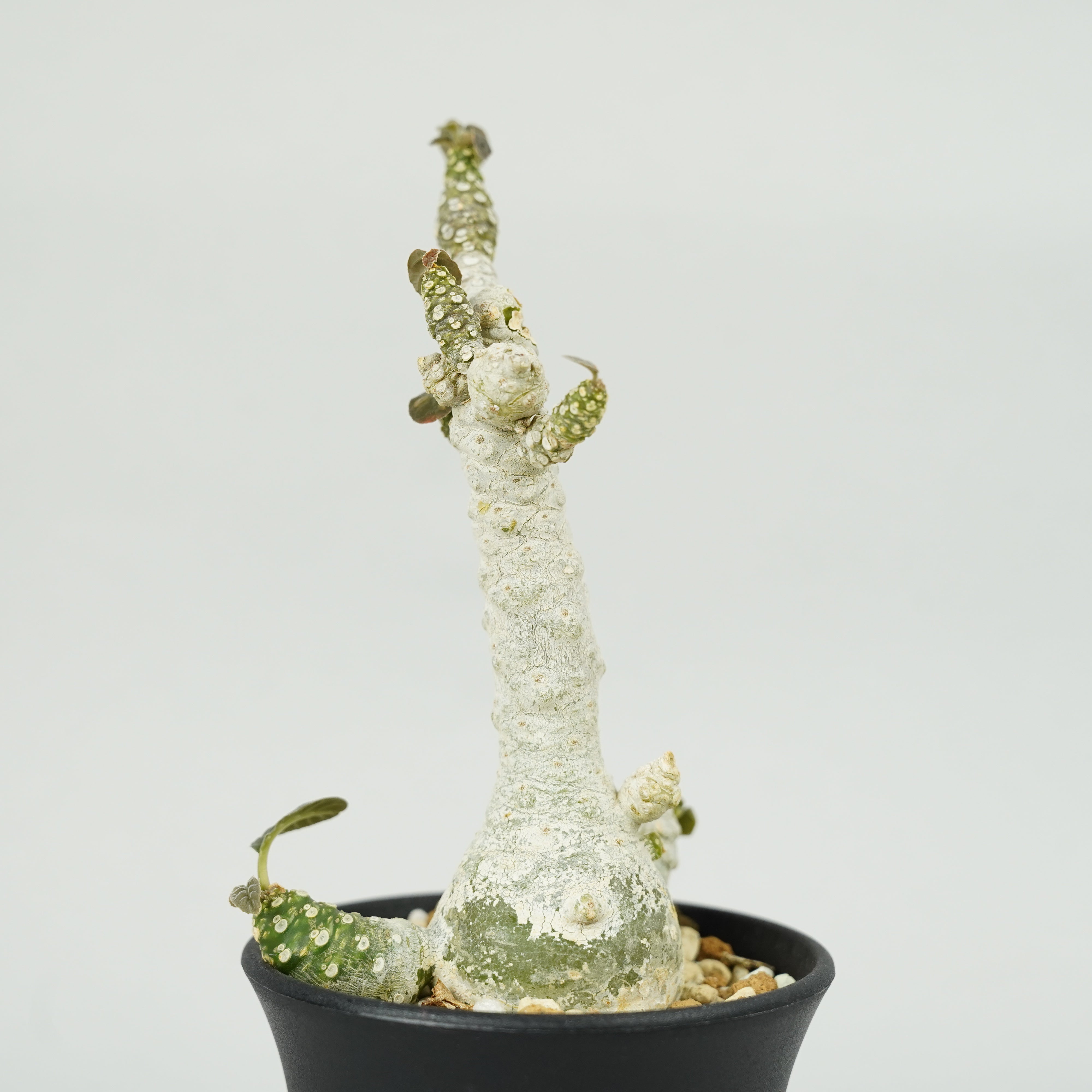 ドルステニア フォエチダ ドルステニア・フォエチダ マルチヘッド 「Dorstenia foetida