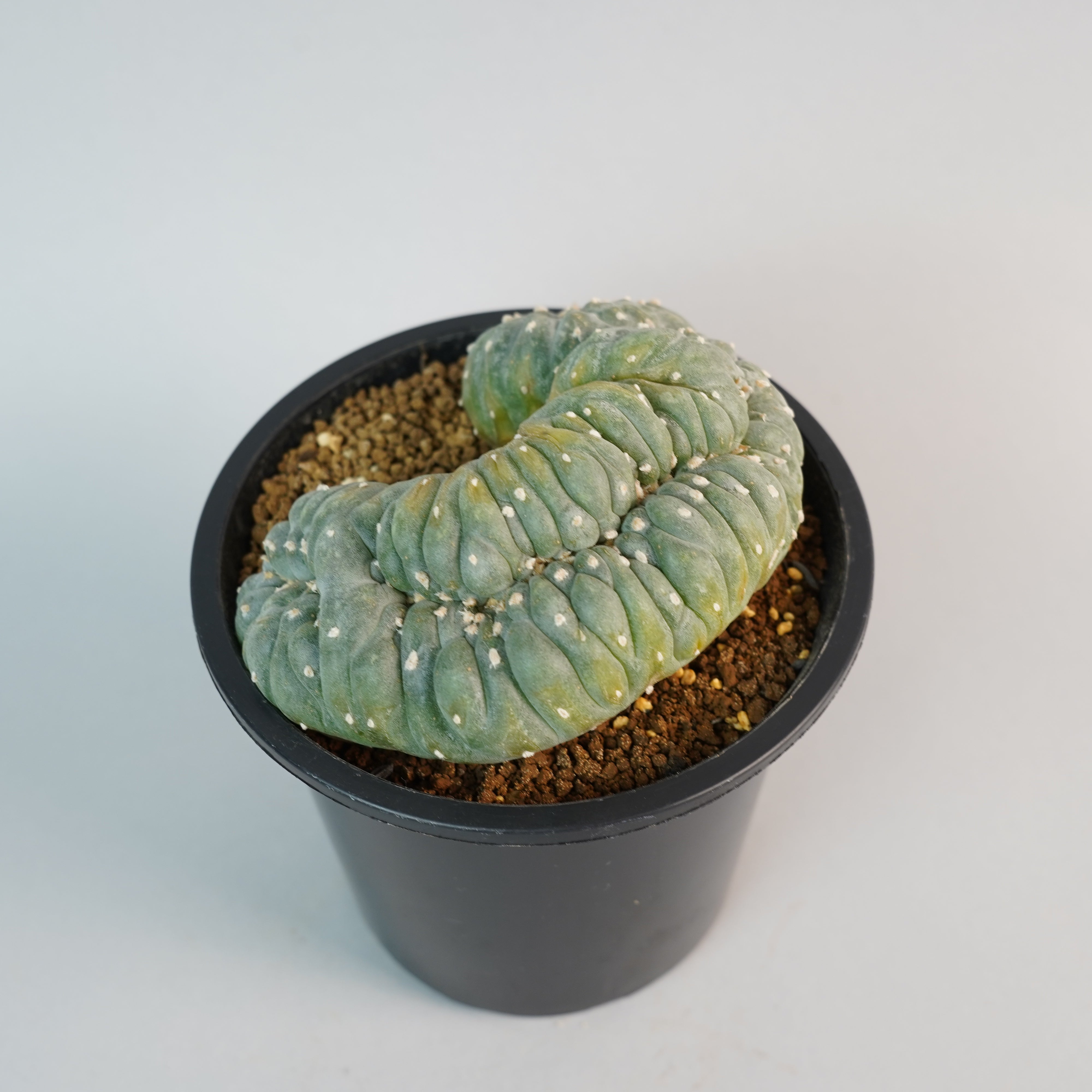 ロフォフォラ フリチー 大疣銀冠玉 綴化 Lophophora fricii/CA0125