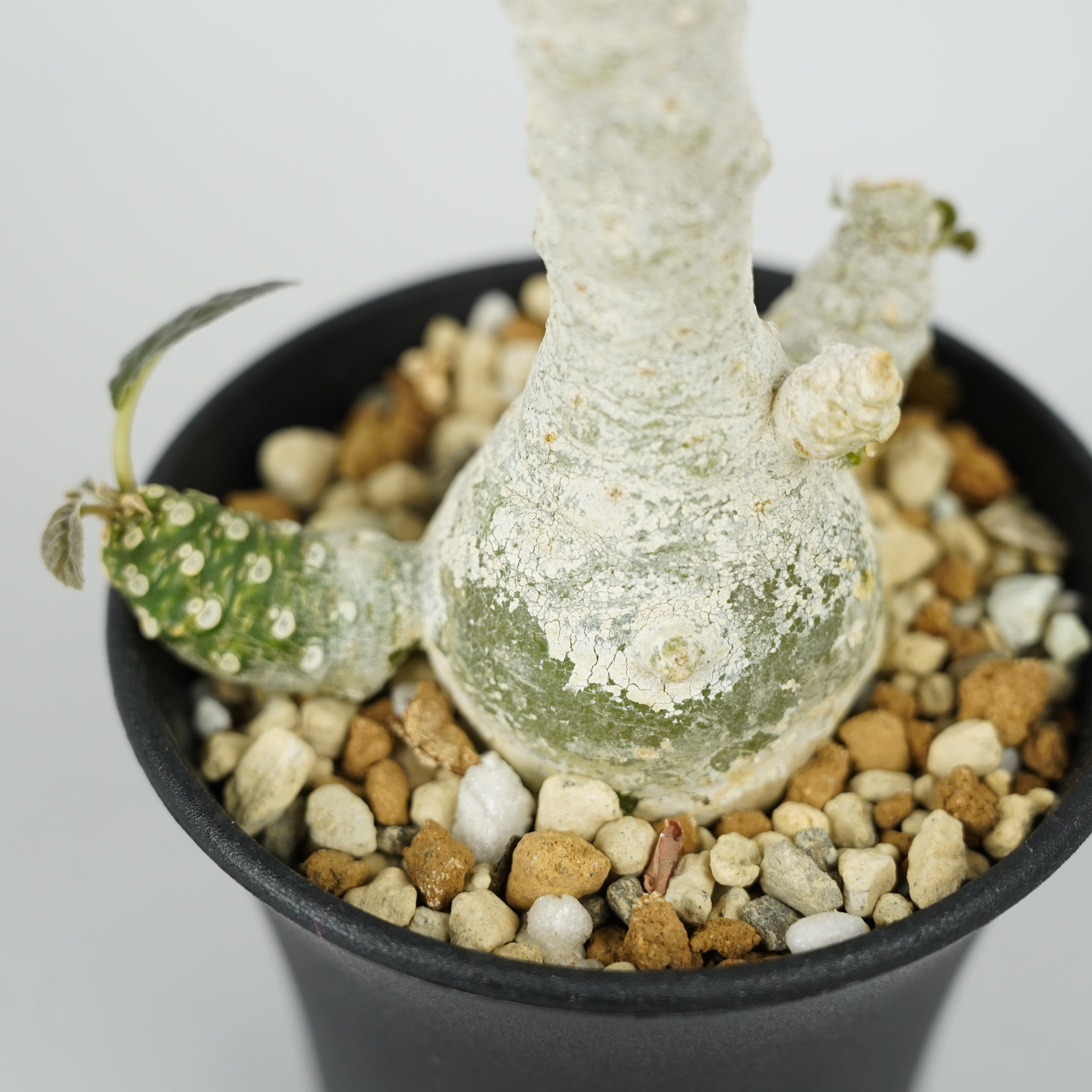 ドルステニア・フォエチダ マルチヘッド 「Dorstenia foetida