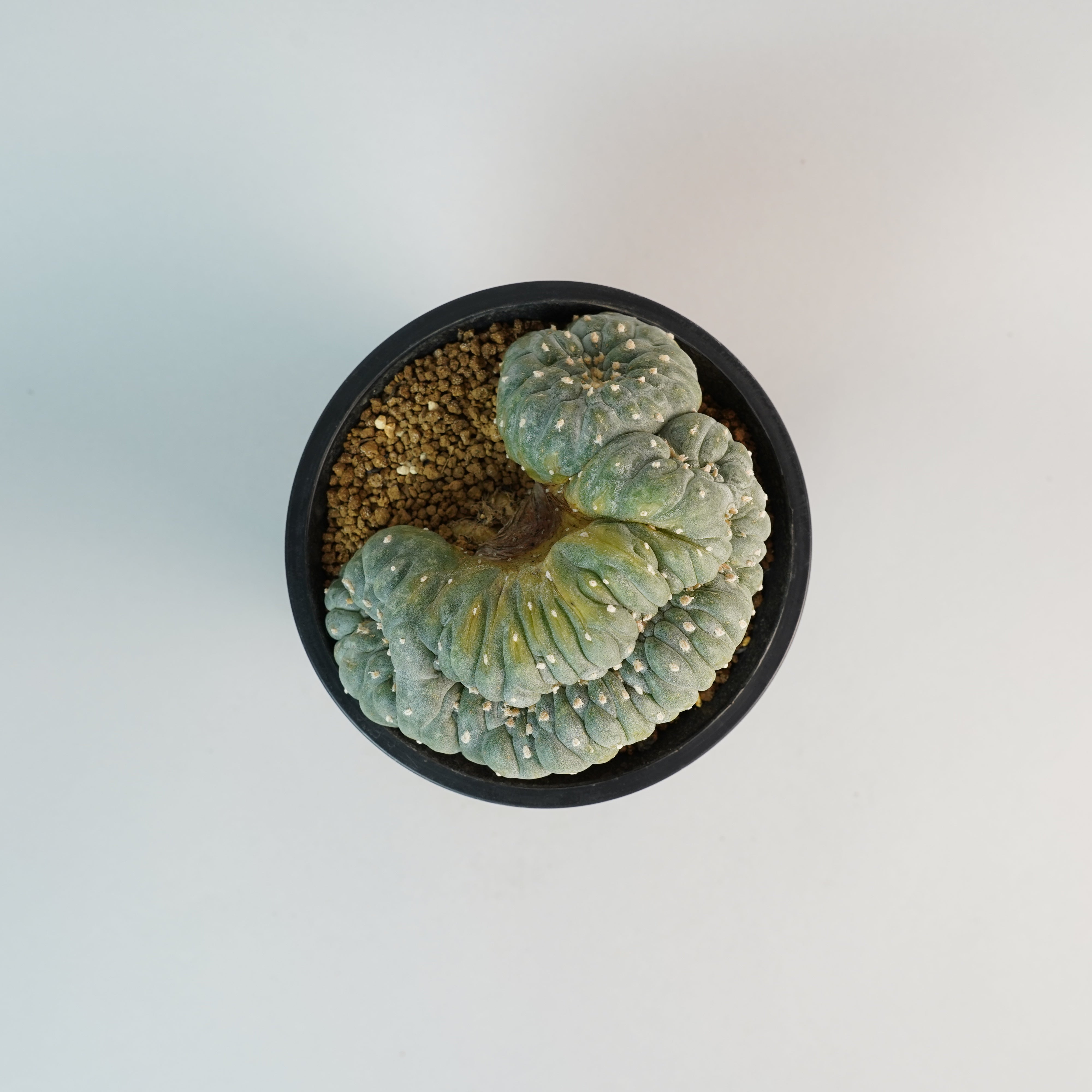 ロフォフォラ フリチー 大疣銀冠玉 綴化 Lophophora fricii/CA0125