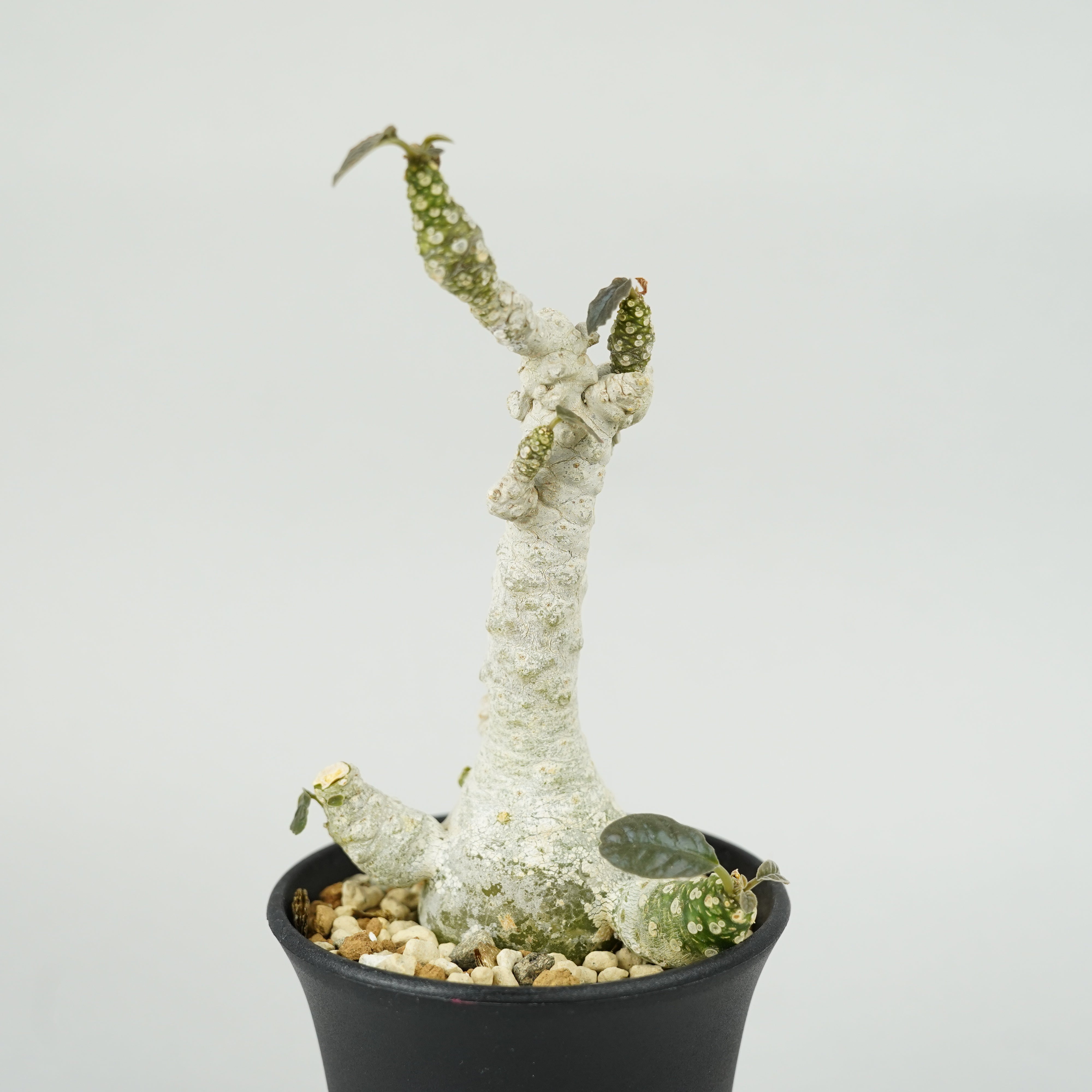 ドルステニア フォエチダ ドルステニア・フォエチダ マルチヘッド 「Dorstenia foetida