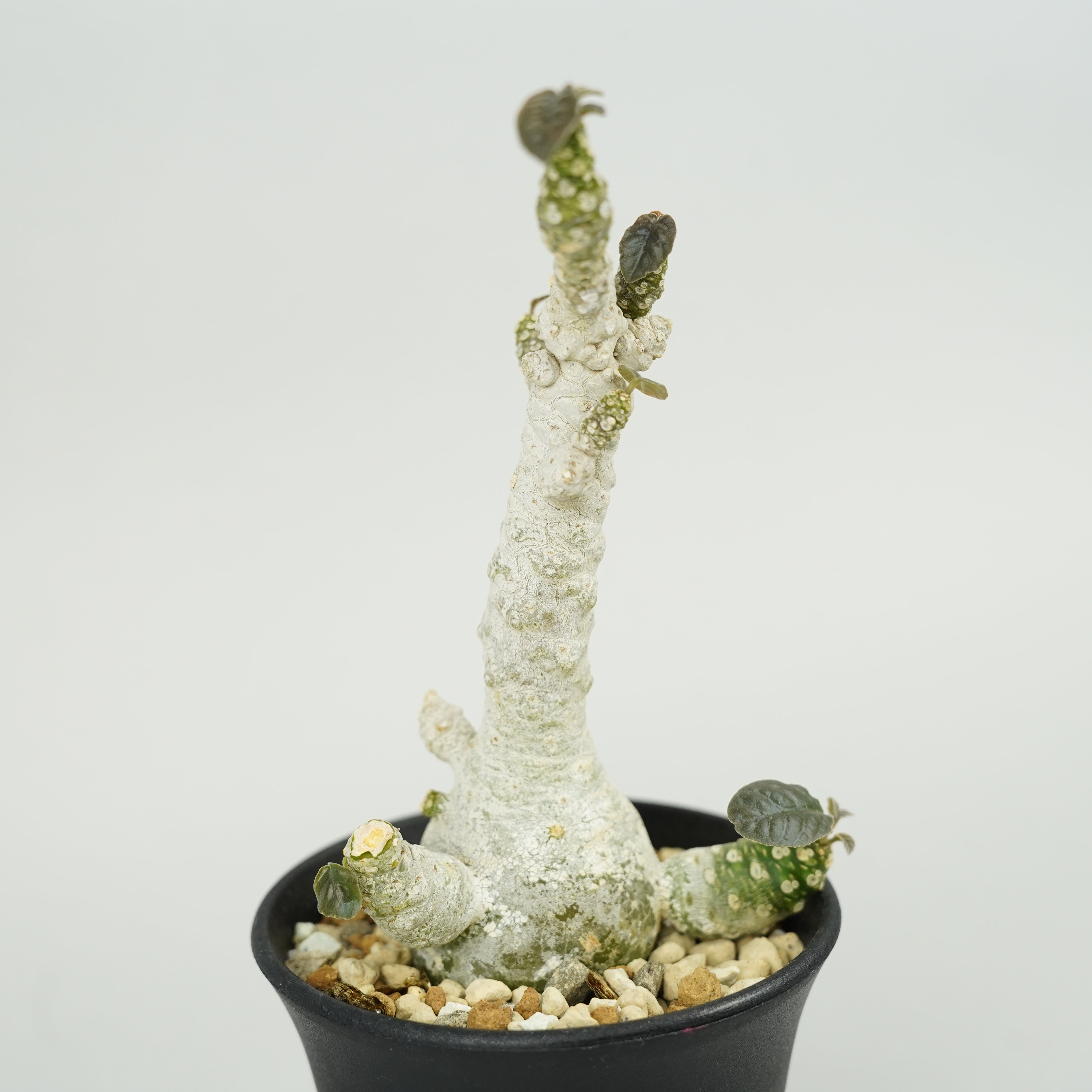 ドルステニア・フォエチダ マルチヘッド 「Dorstenia foetida