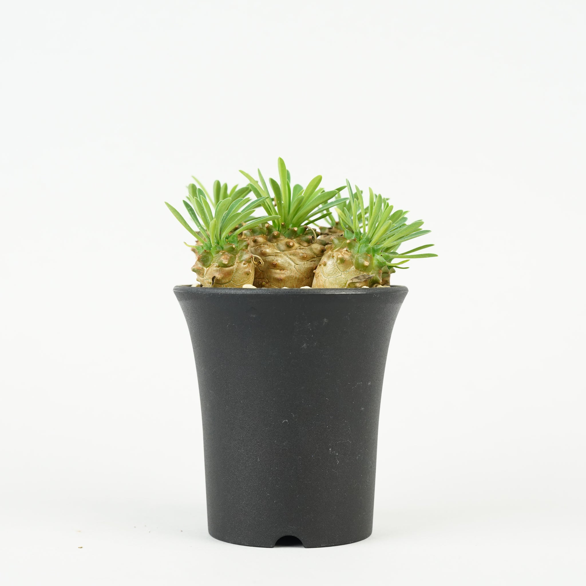 ユーフォルビア・峨眉山「Euphorbia 'Gabisan'」/EU450