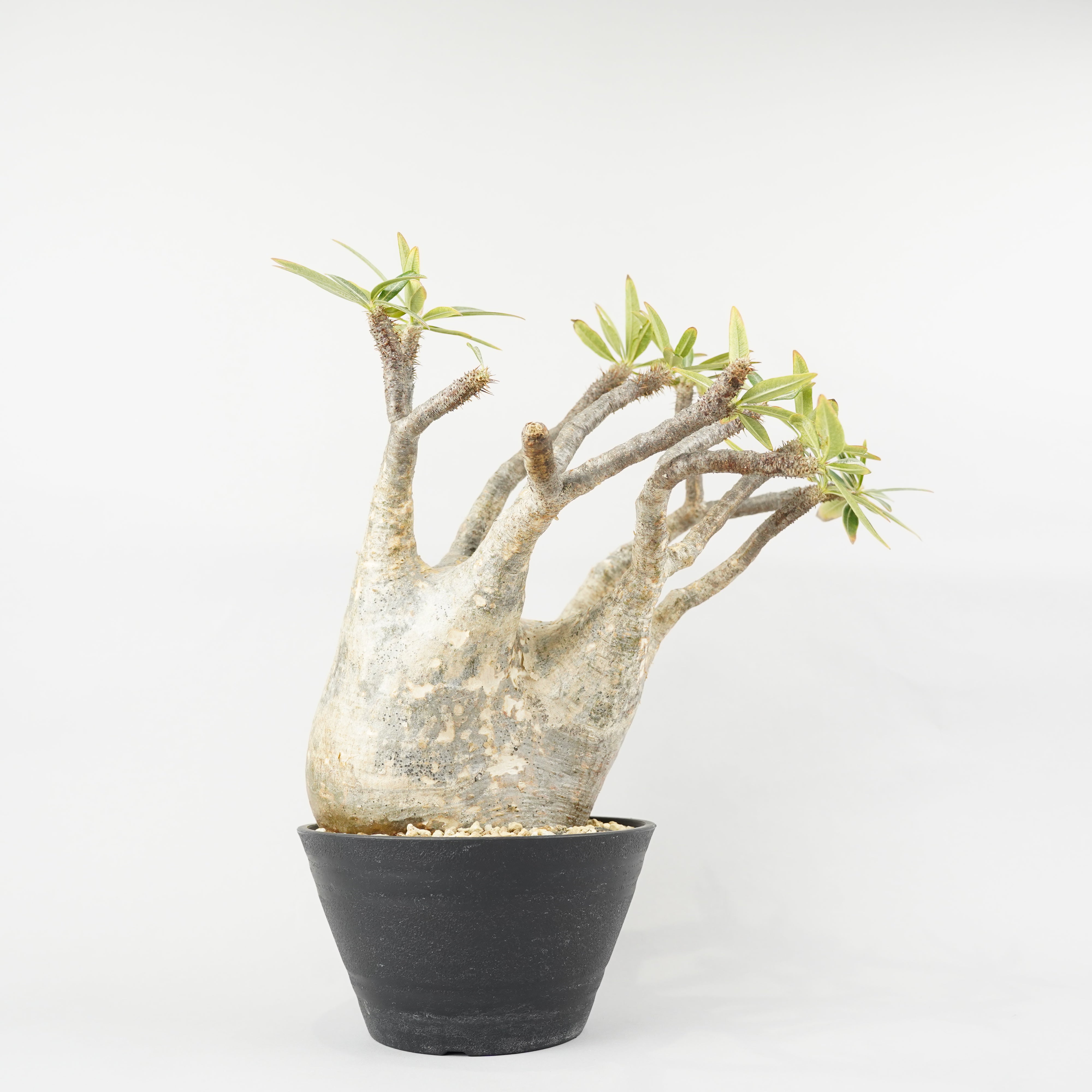 植物/パキポディウム・グラキリス – Hachi-8