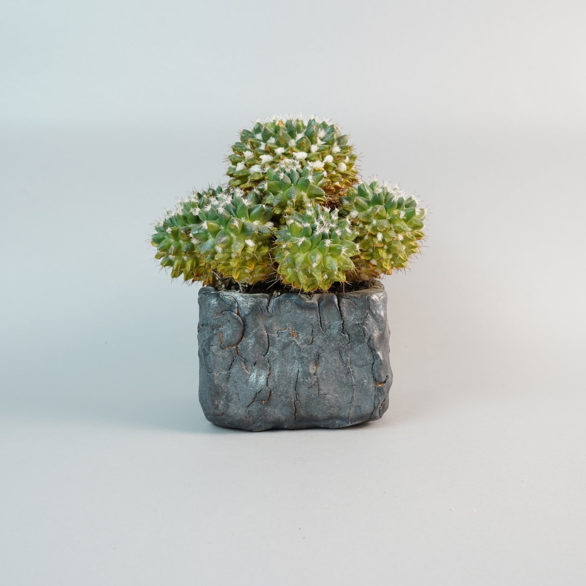 マミラリア ブカレンシス Mammillaria bucareliensis/CA0118