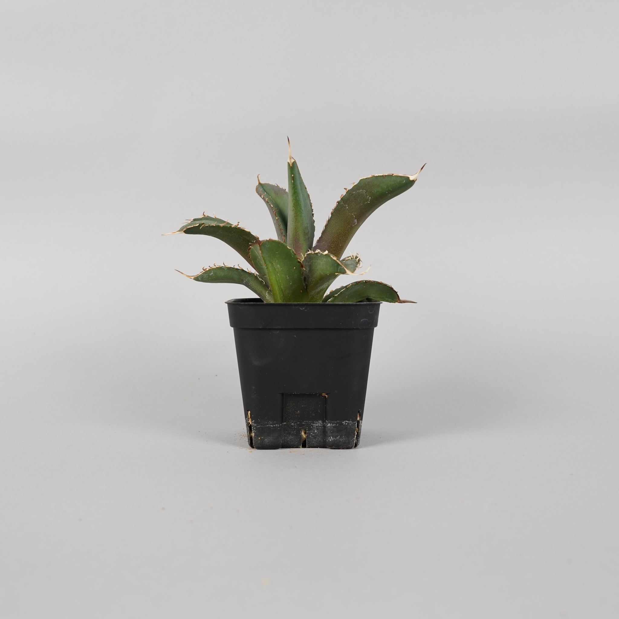 アガベ チタノタ 大鋼牙 Agave titanota/AG0016