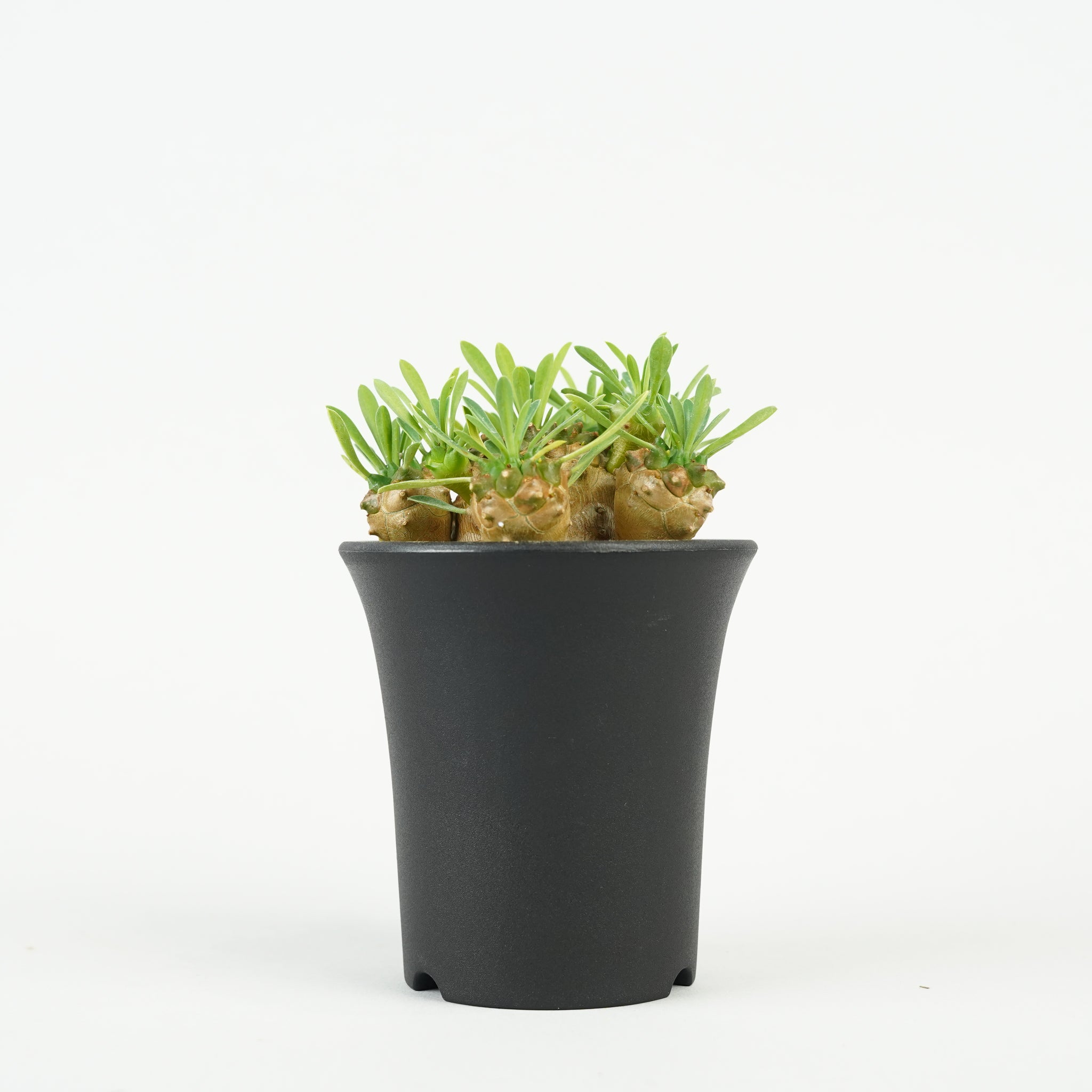 ユーフォルビア・峨眉山「Euphorbia 'Gabisan'」/EU440