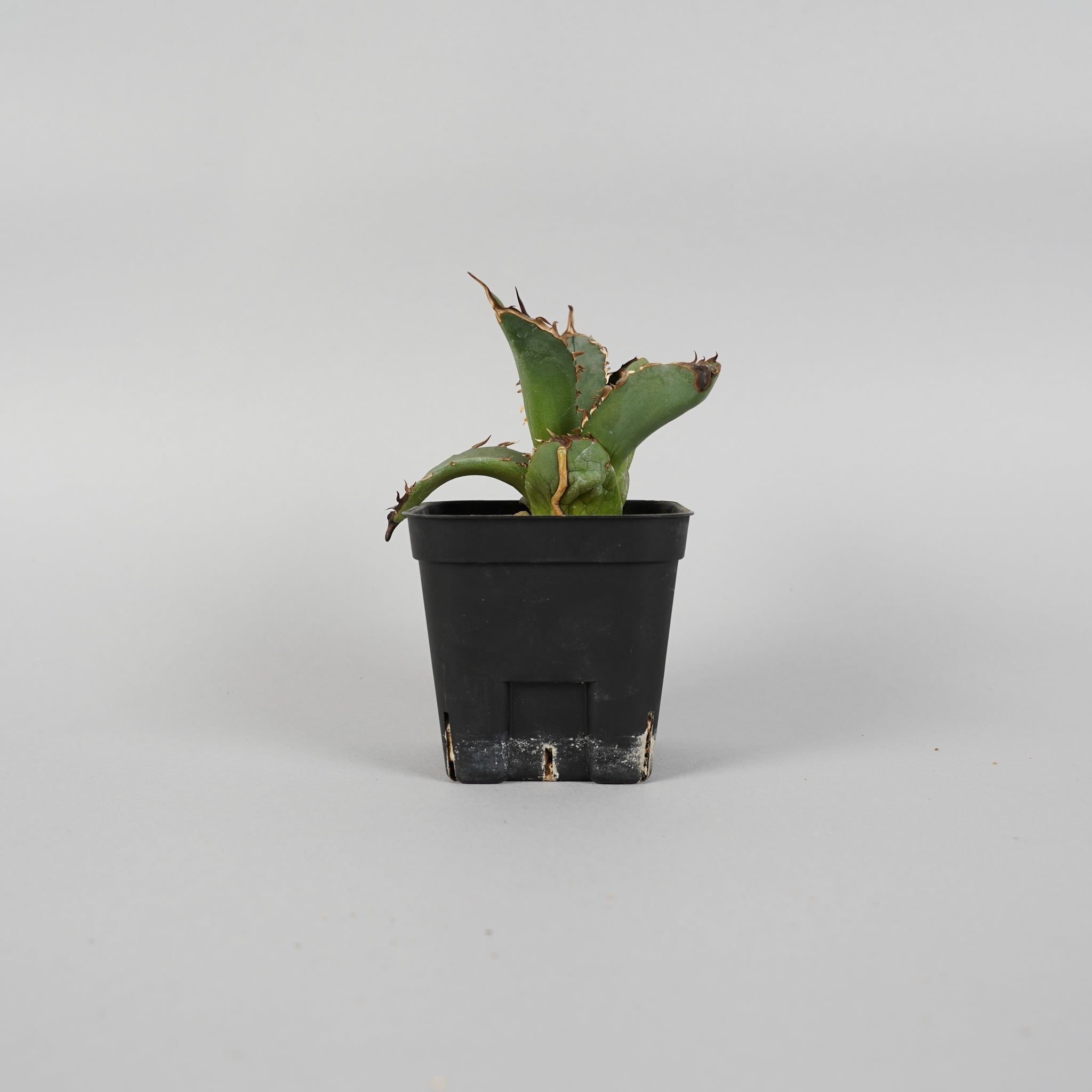 アガベ チタノタ 大鋼牙 Agave titanota /AG0017
