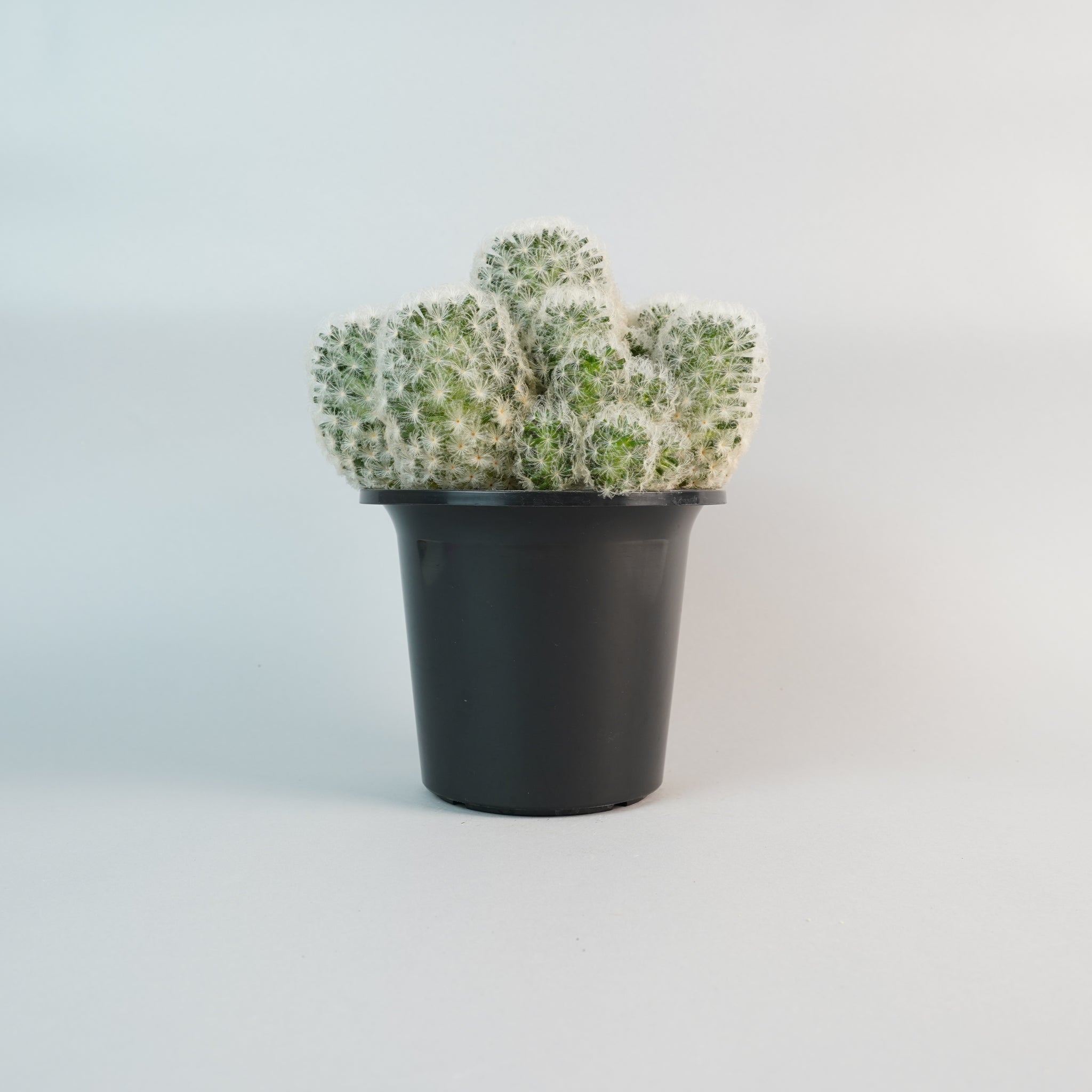 マミラリア 白星 Mammillaria plumosa/CA0121