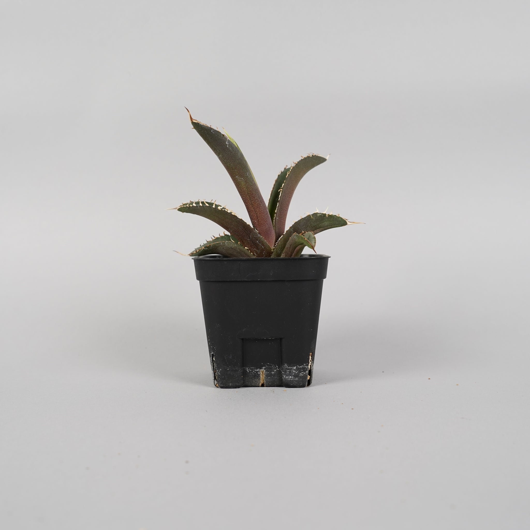 アガベ チタノタ 大鋼牙 Agave titanota/AG0018