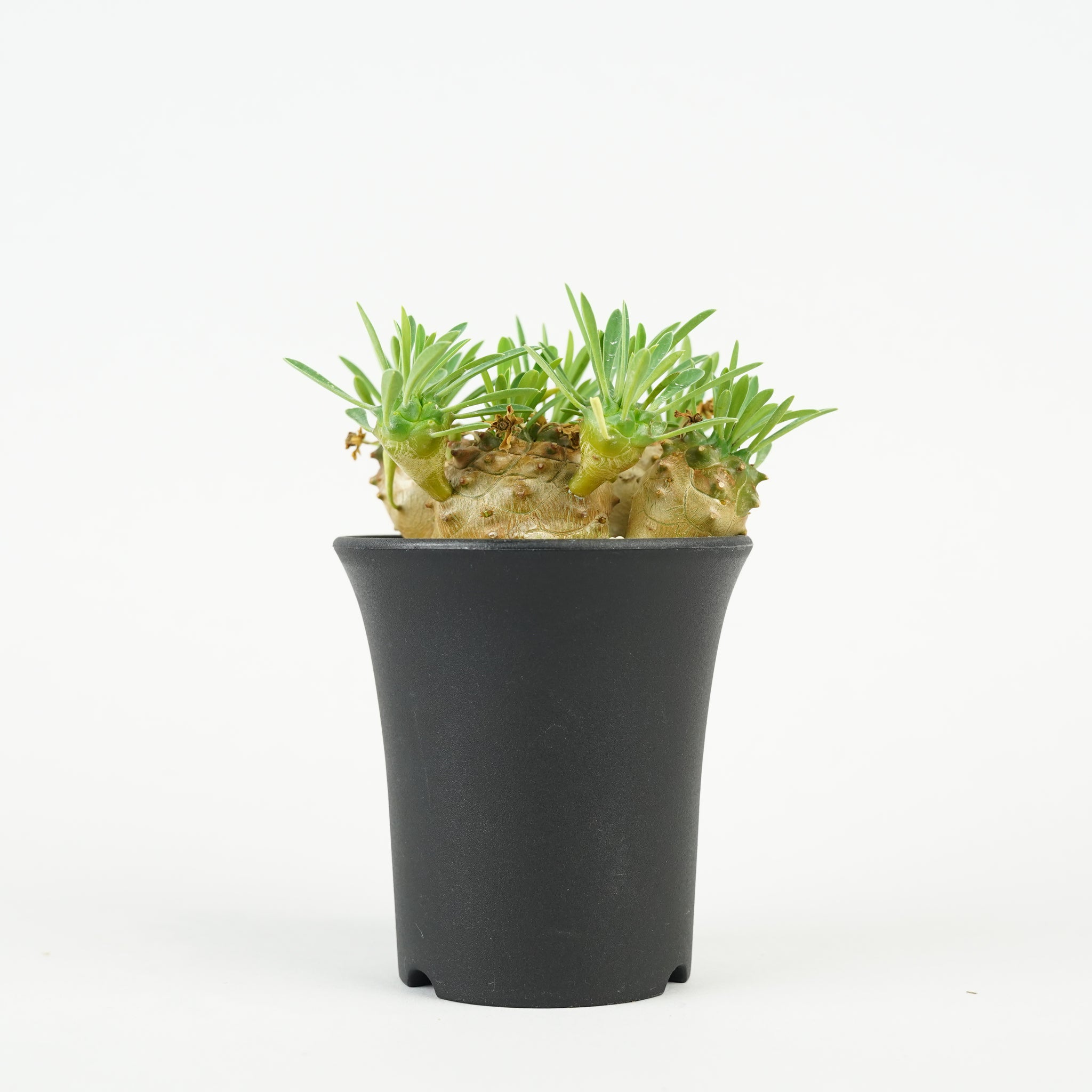 ユーフォルビア・峨眉山「Euphorbia 'Gabisan'」/EU447