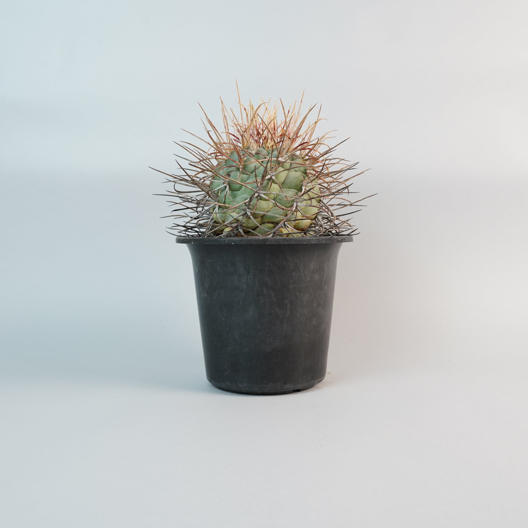 テロカクタス 緋冠竜 Thelocactus hexaedrophorus.var.fossulatus/CA0117
