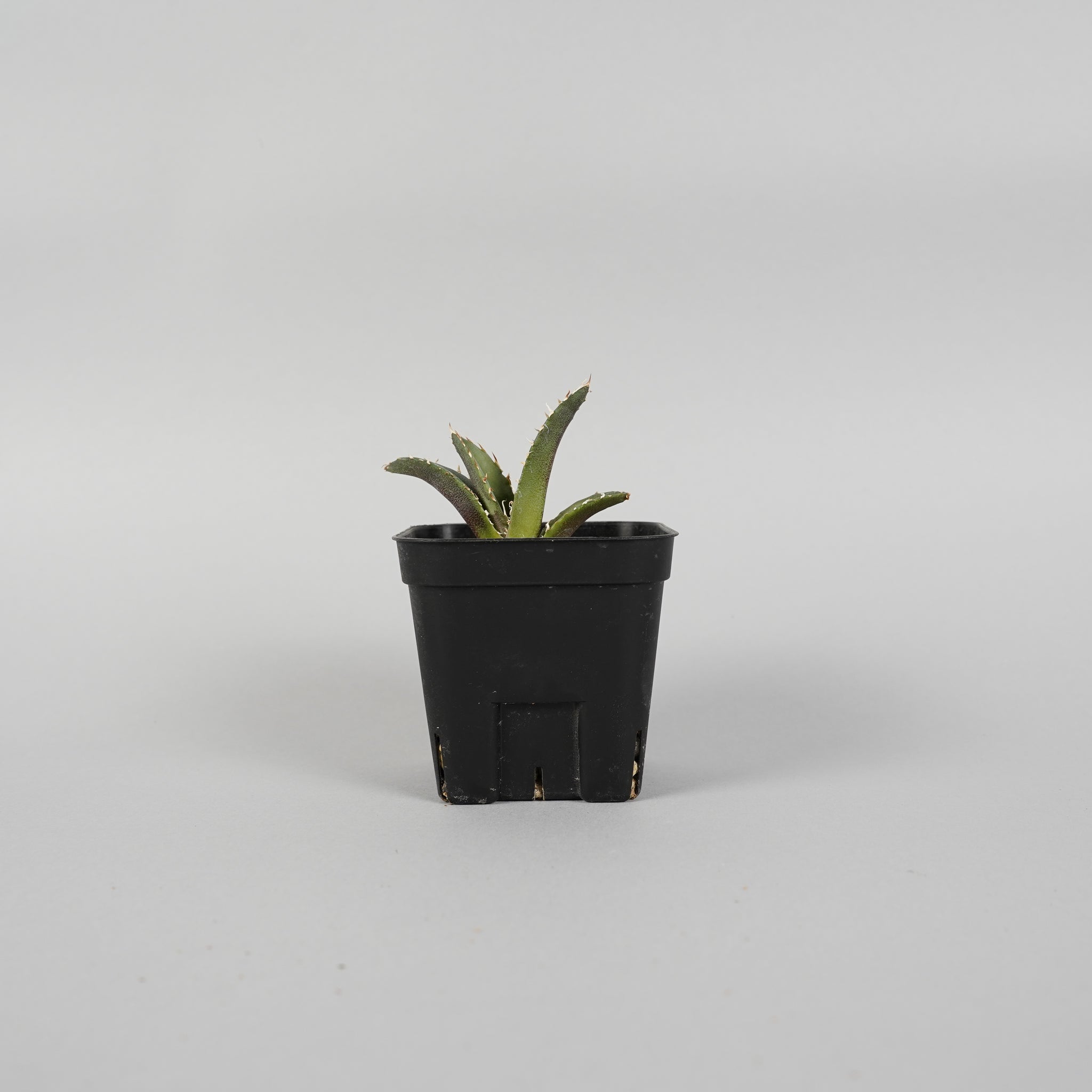 アガベ チタノタ 白鯨 Agave titanota/AG0019
