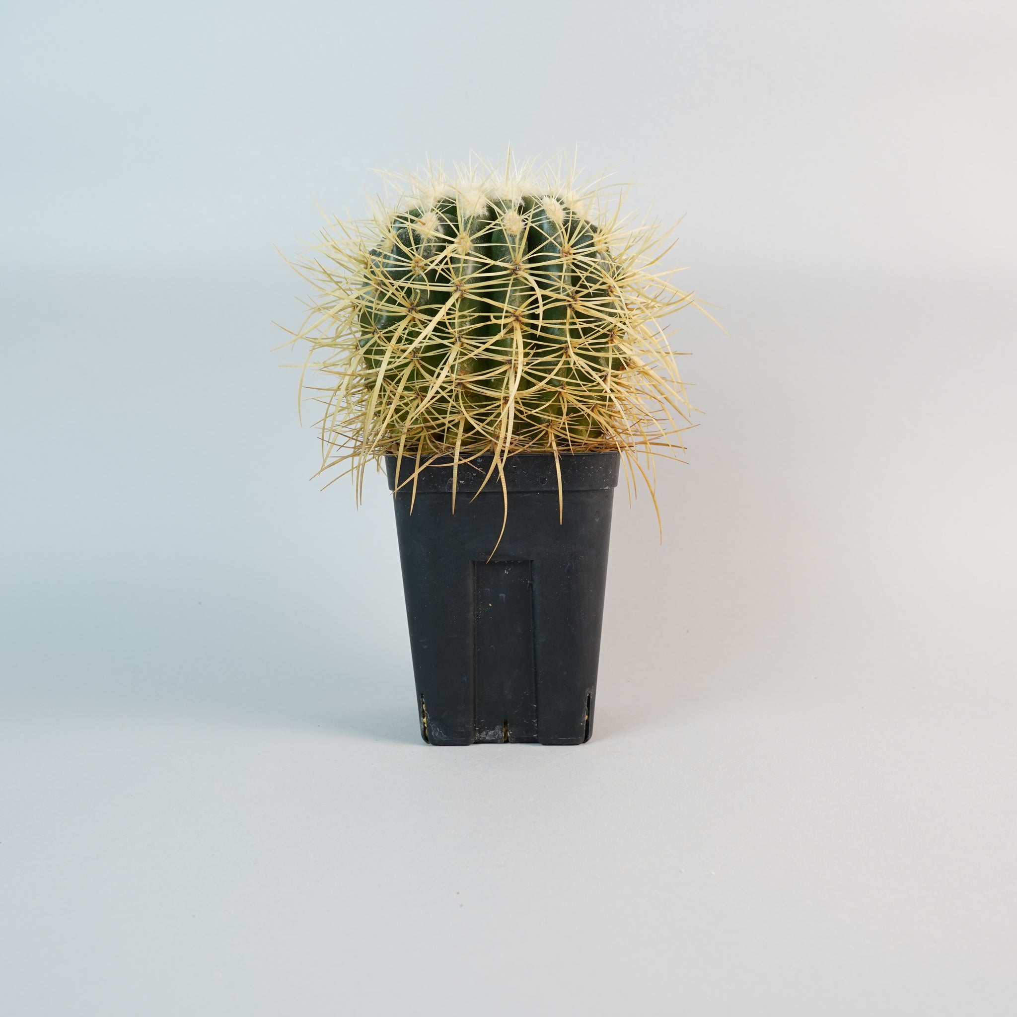 エキノカクタス グルソニー 金鯱Echinocactus grusonii/CA0120