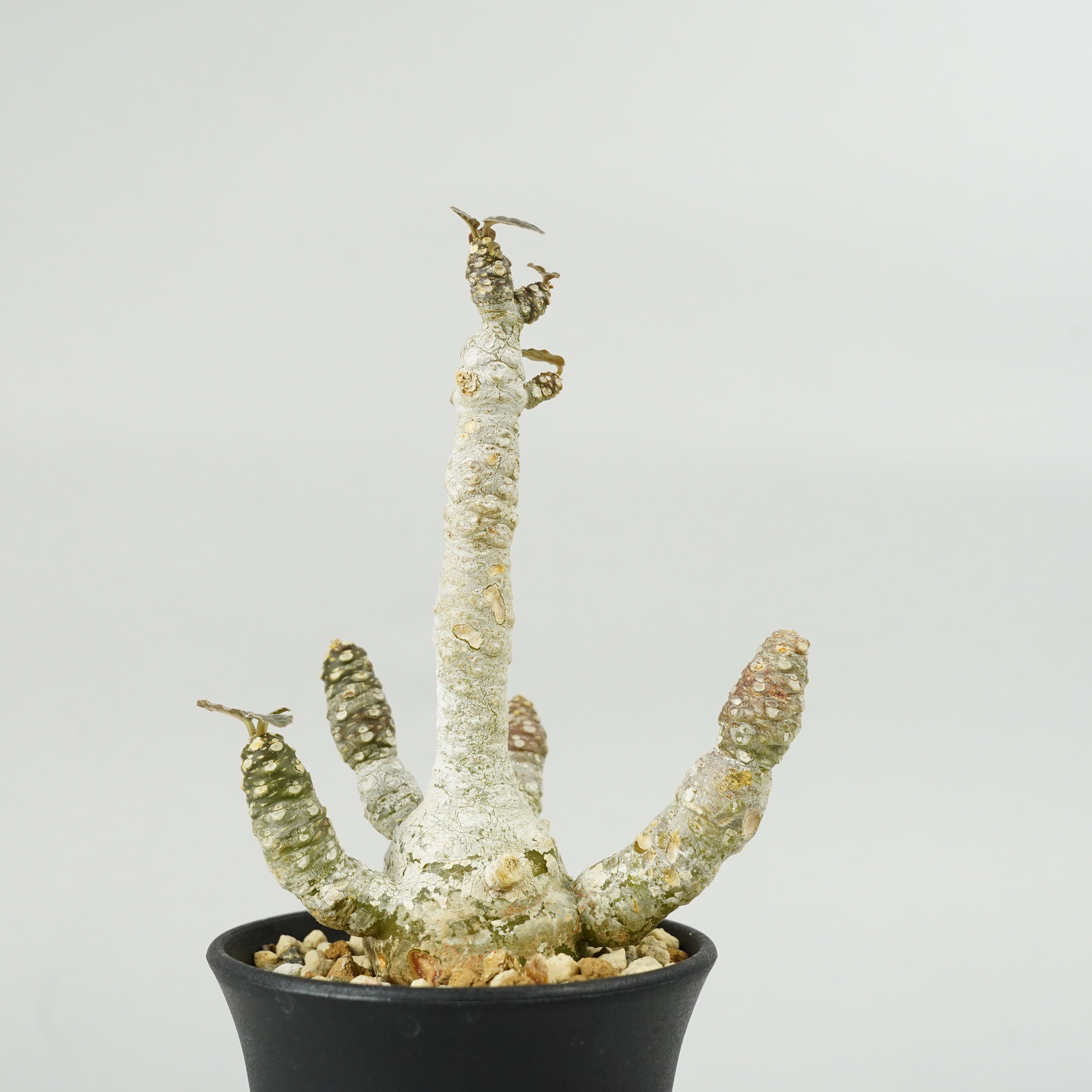 ドルステニア・フォエチダ マルチヘッド 「Dorstenia foetida