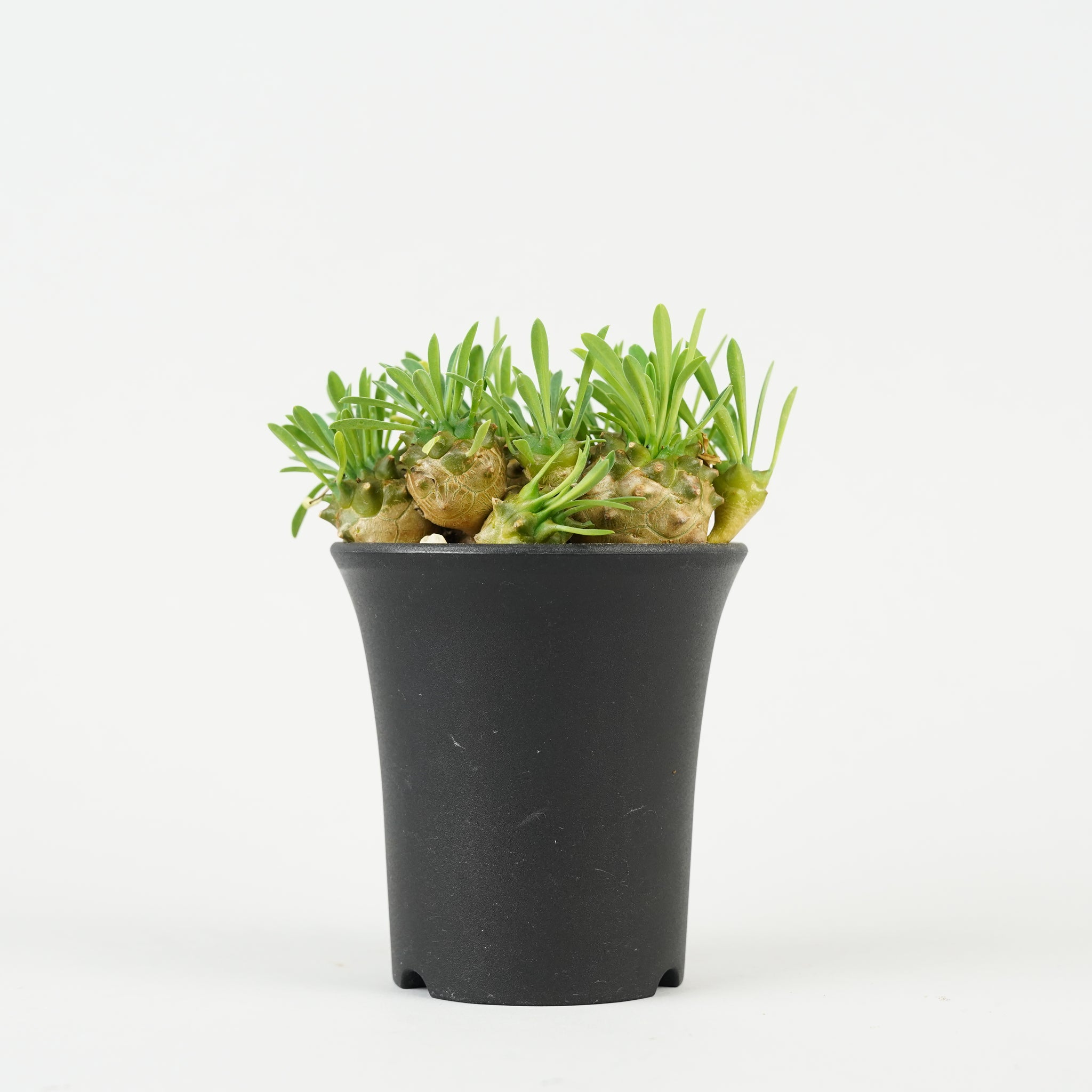 ユーフォルビア・峨眉山「Euphorbia 'Gabisan'」/EU446