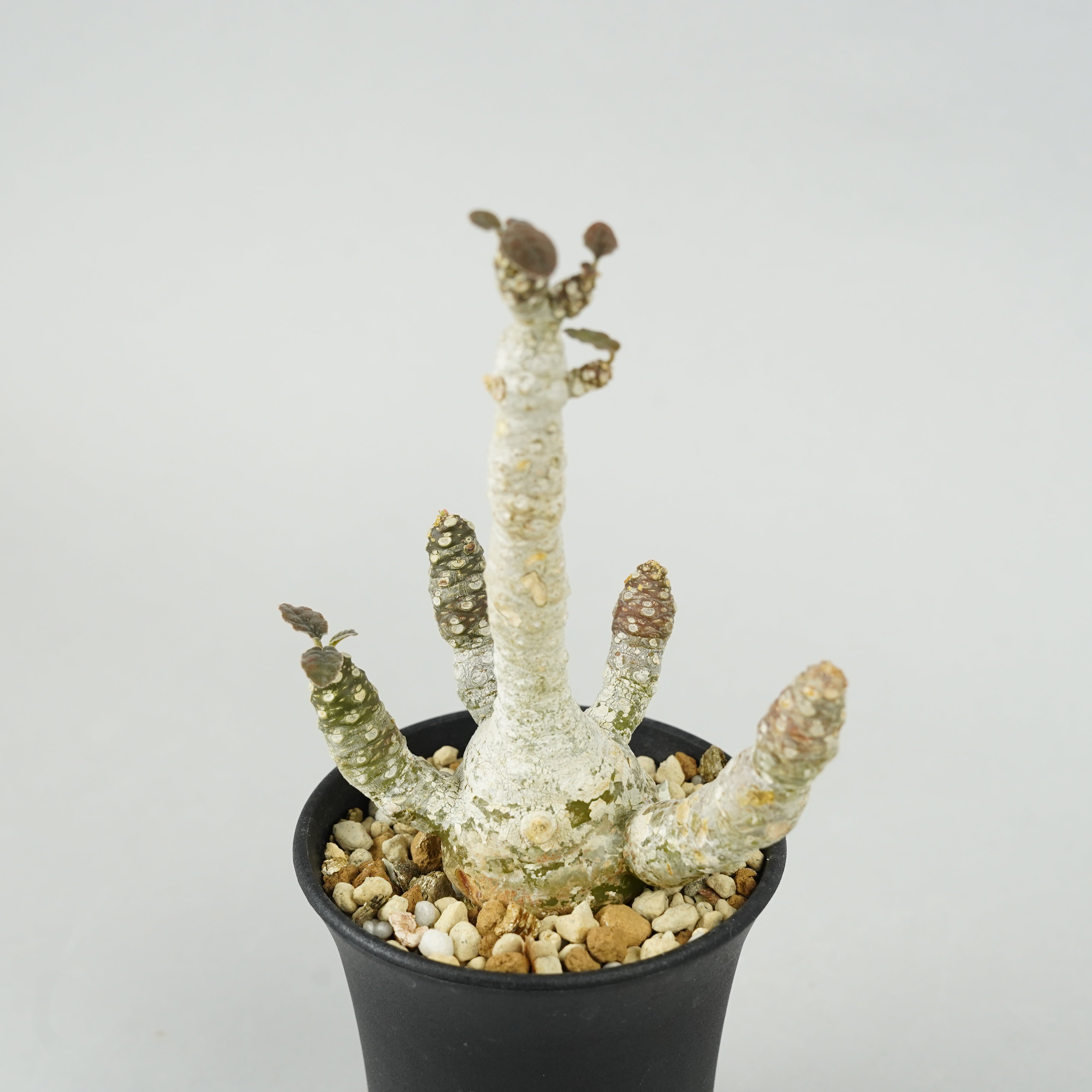 ドルステニア・フォエチダ マルチヘッド 「Dorstenia foetida
