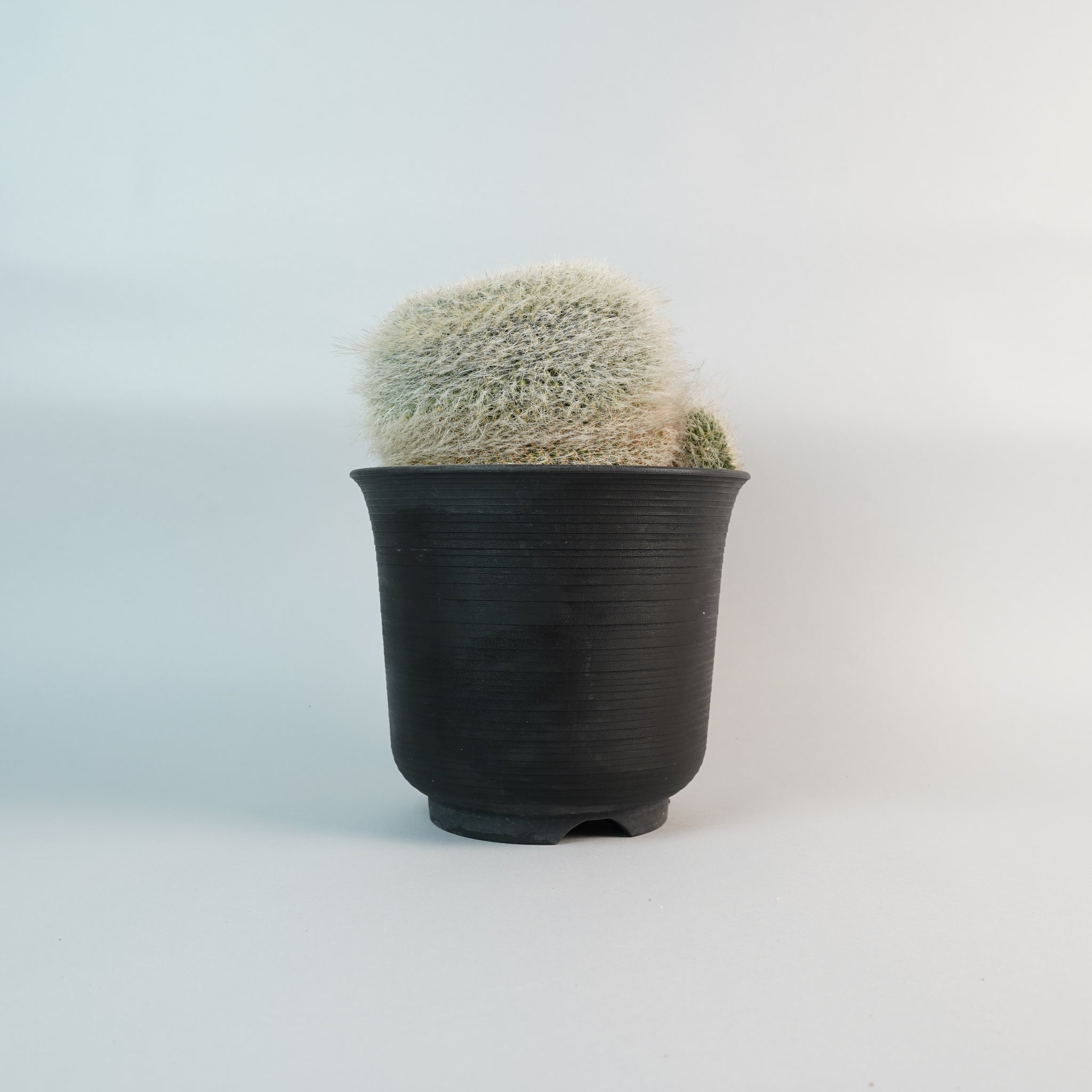 マミラリア ハフニアナ玉翁　Mammillaria hahniana/CA0122