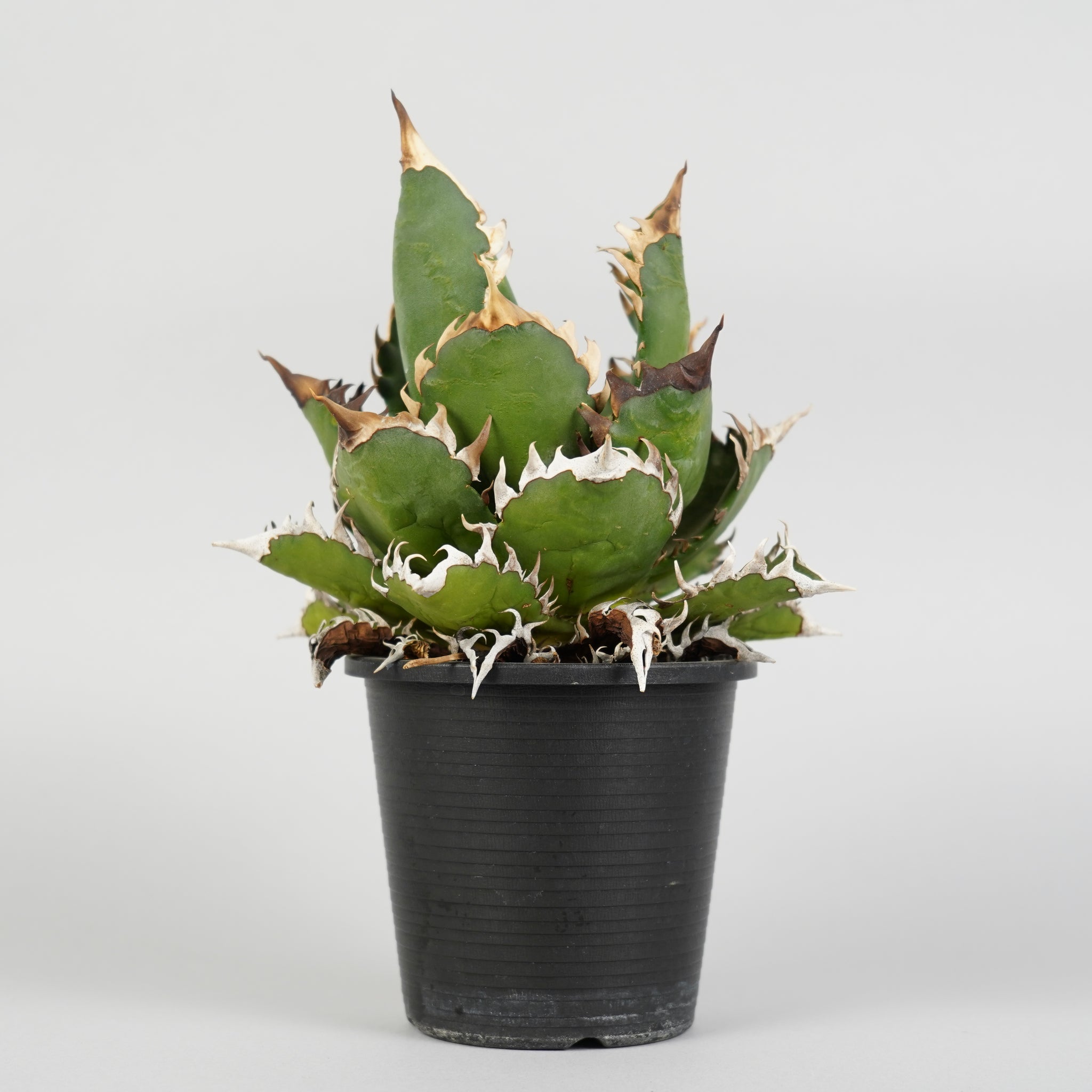 アガベ チタノタ レッドキャットウィーズル Agave titanota red catweezle/AG0119