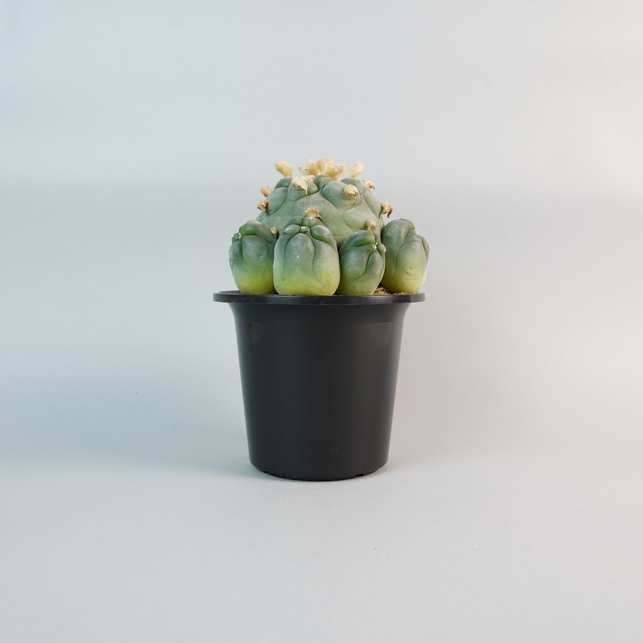 ロフォフォラ ディフューサ翠冠玉 Lophophora diffusa/CA0126