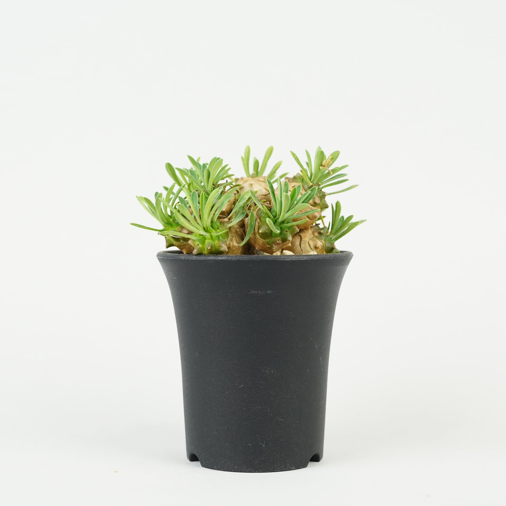 ユーフォルビア・峨眉山「Euphorbia 'Gabisan'」/EU436
