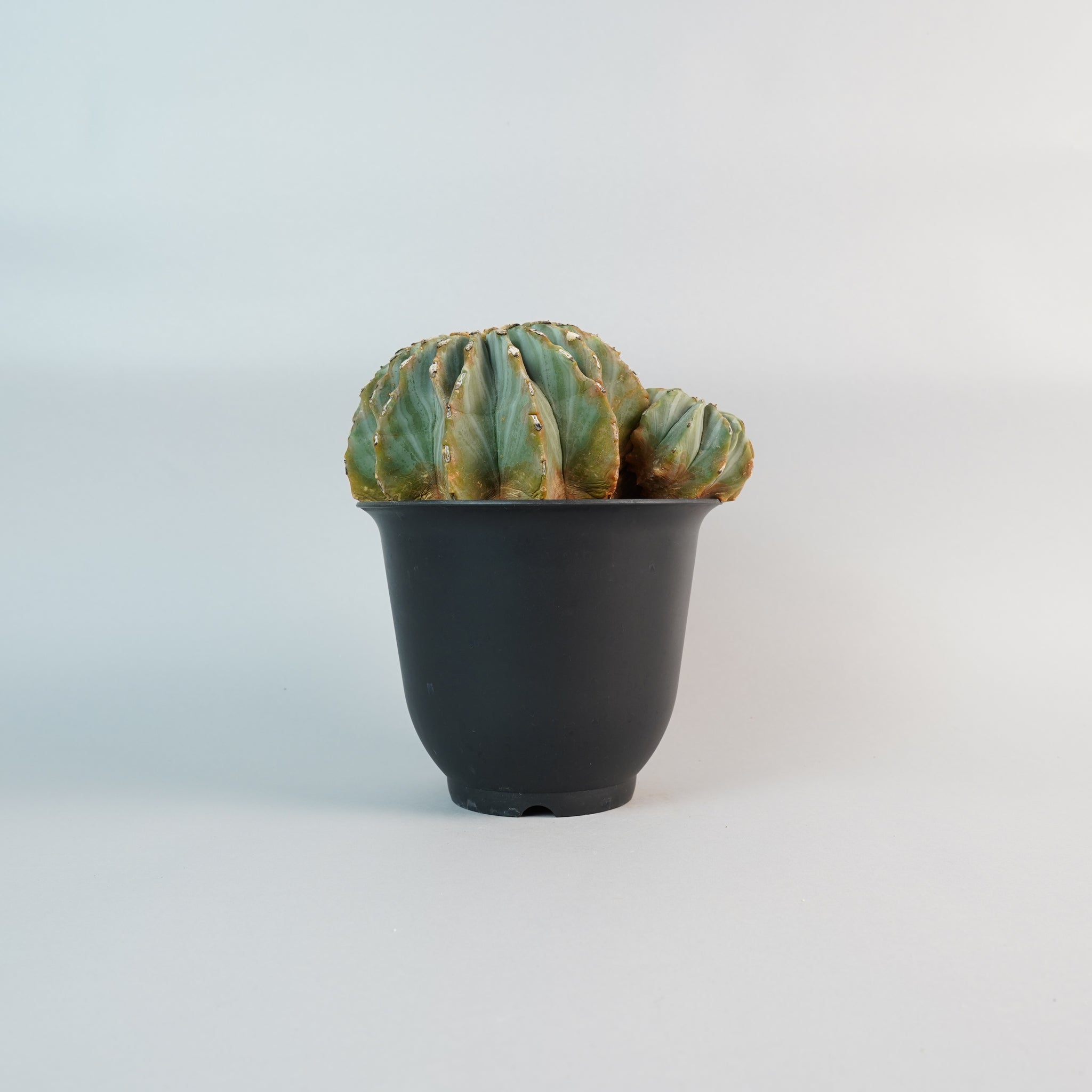 フェロカクタス 棘無王冠竜　Ferocactus glaucescens f./CA0127