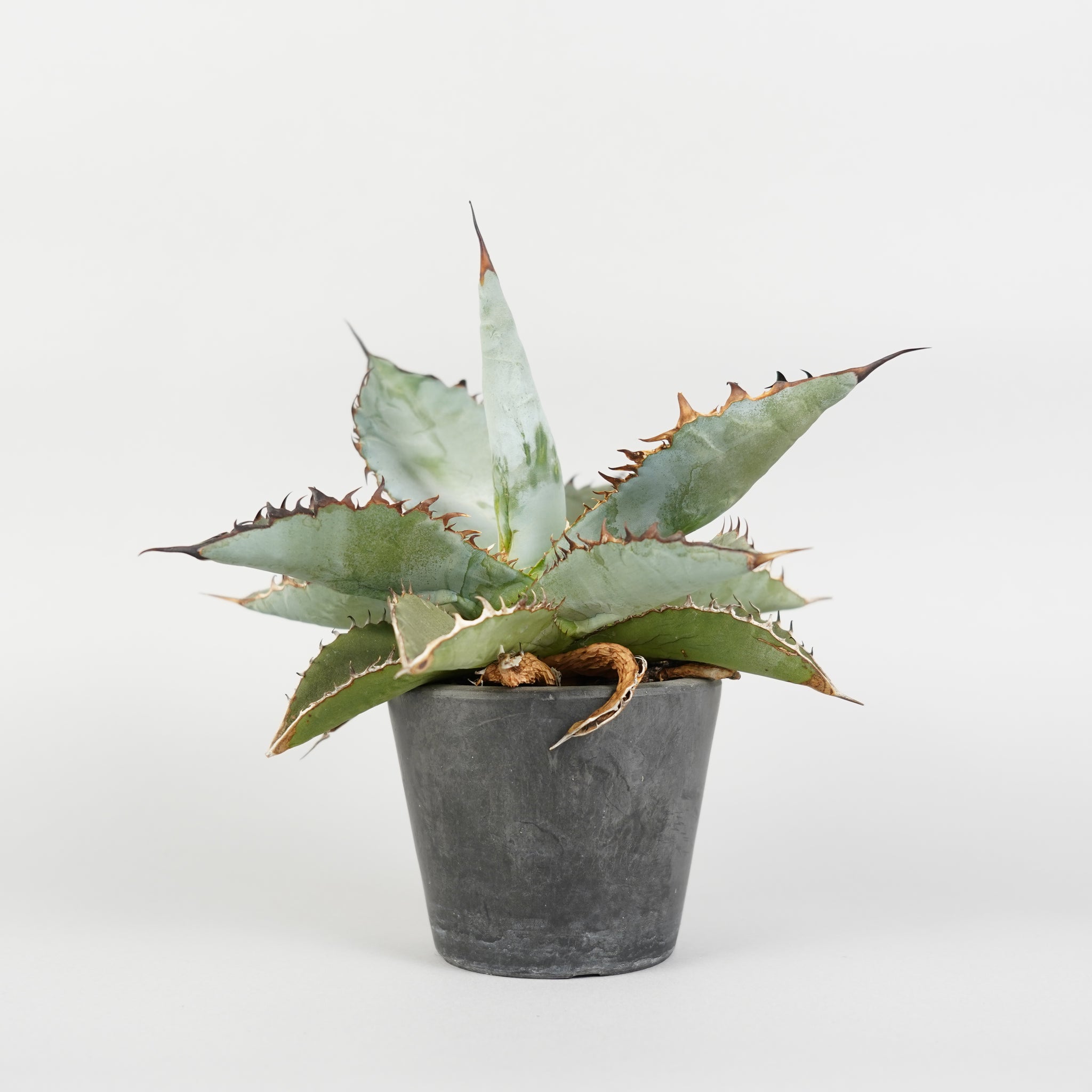 アガベ チタノタ ブルー Agave titanota blue /AG0118
