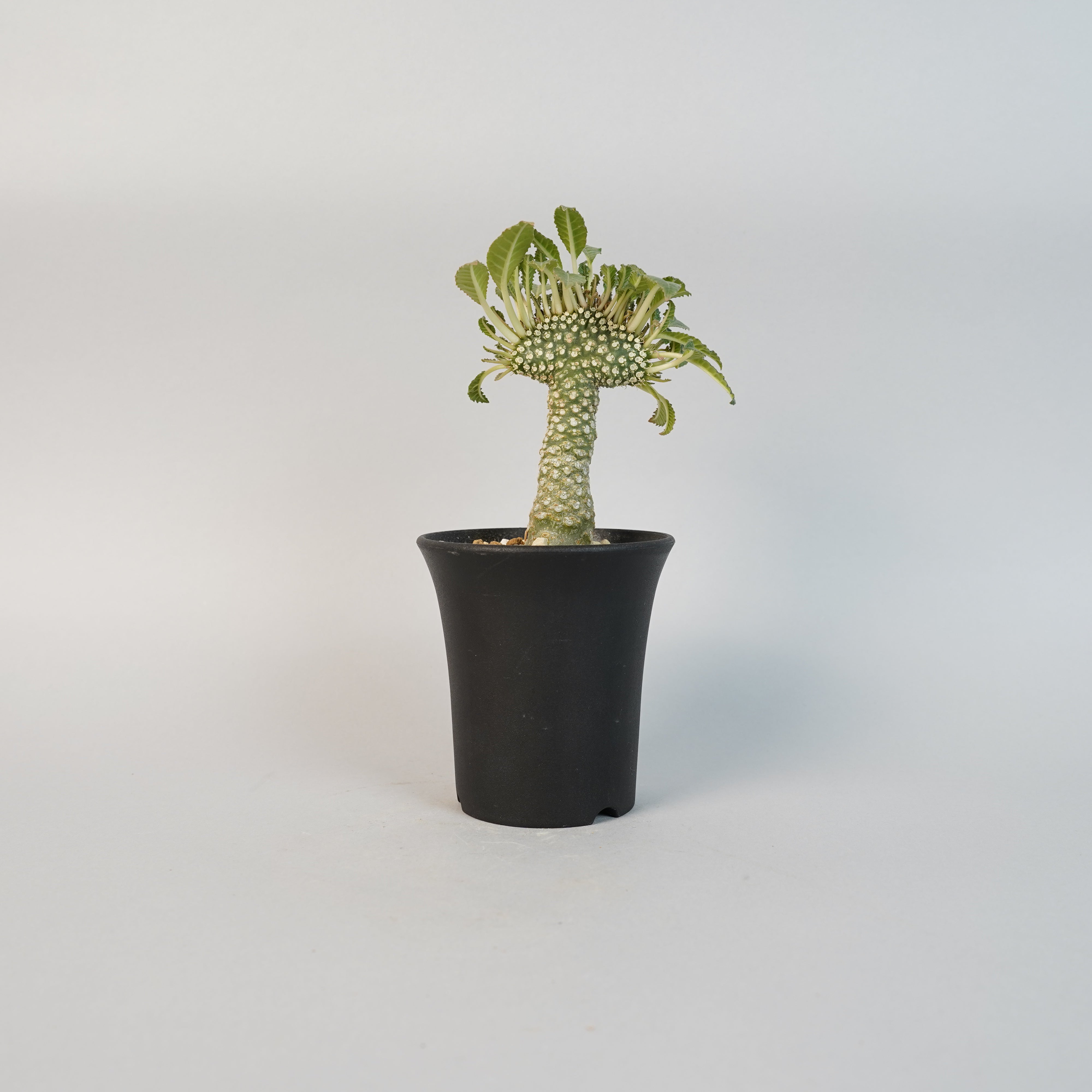 Dorstenia lavrani