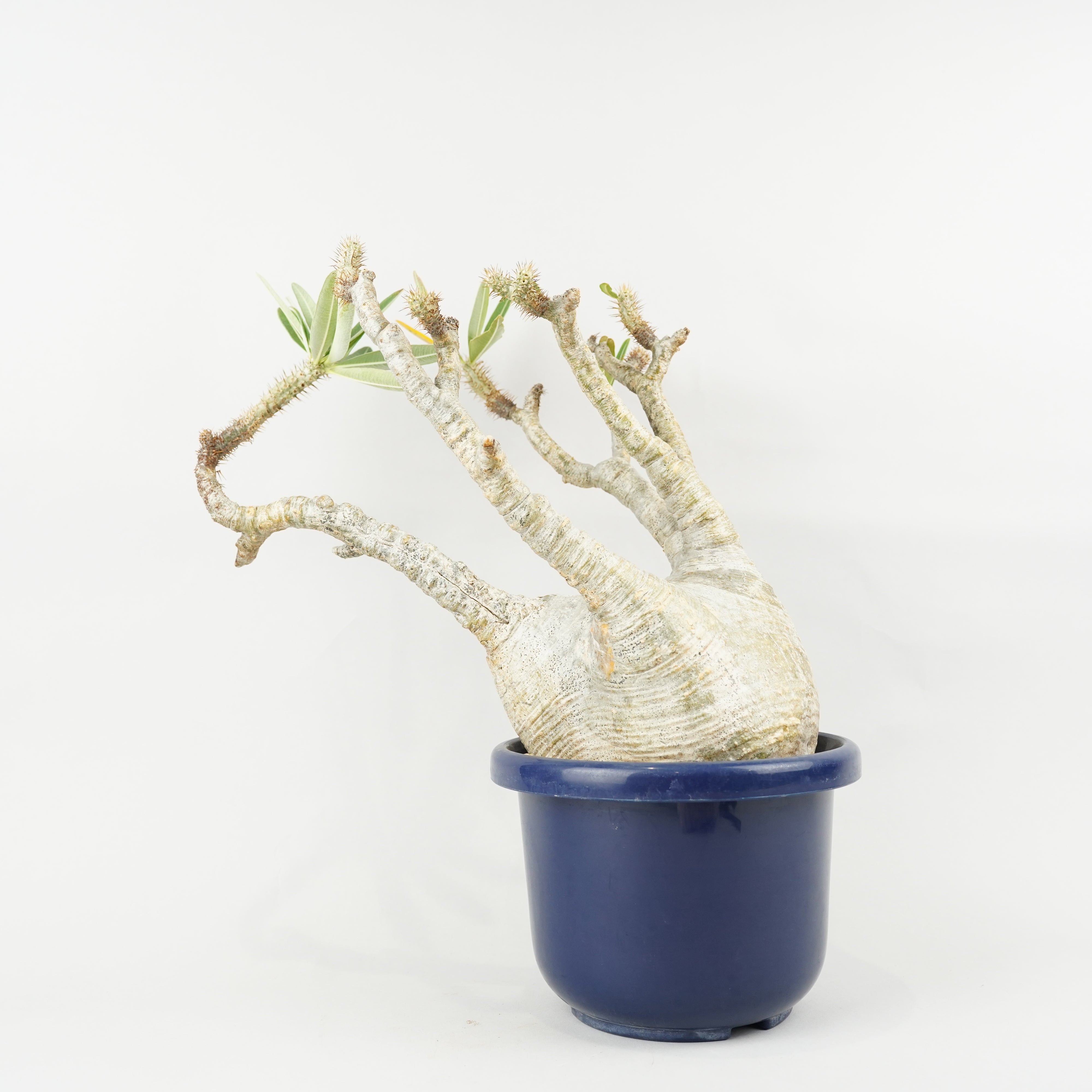 植物/パキポディウム・グラキリス – Hachi-8