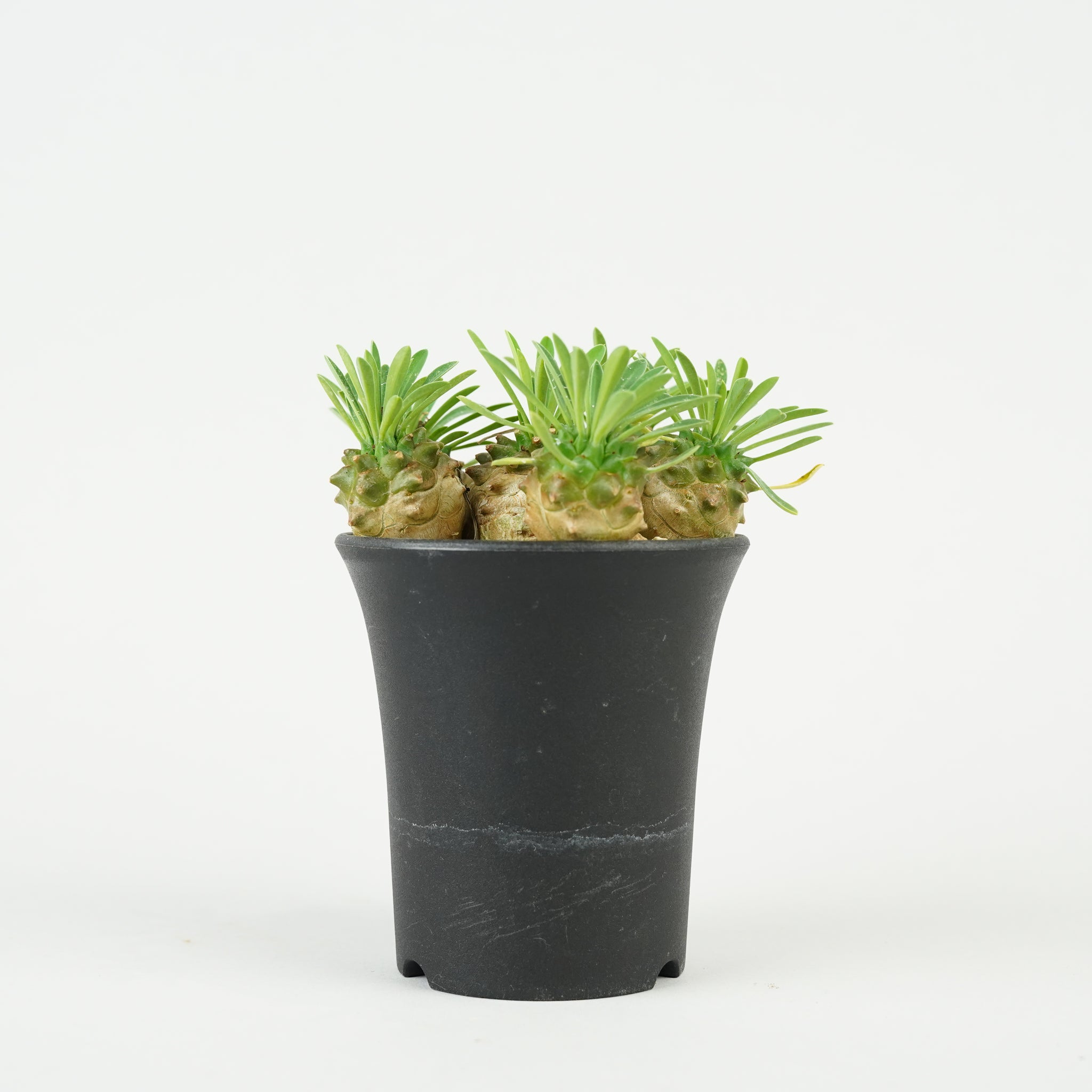 ユーフォルビア・峨眉山「Euphorbia 'Gabisan'」/EU451