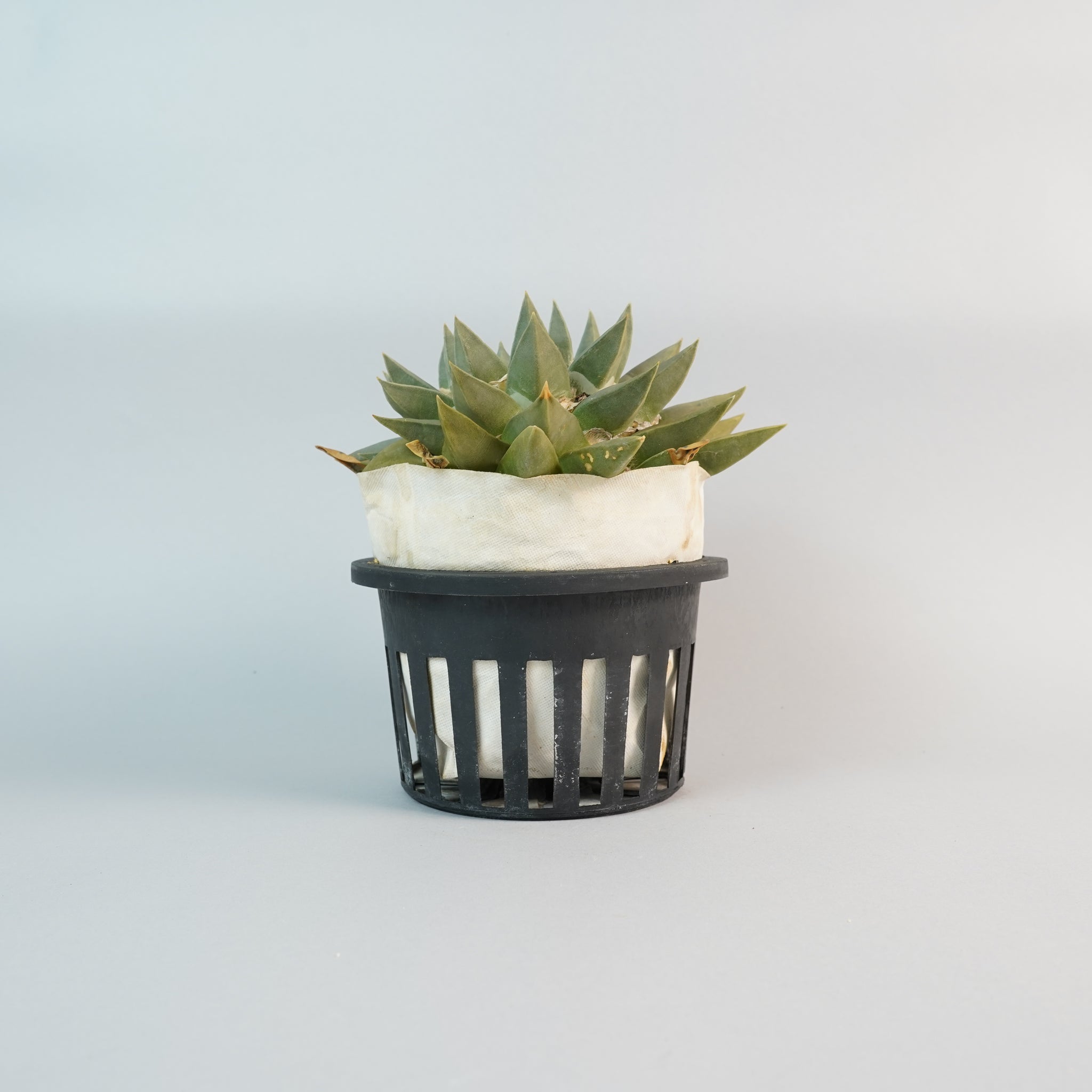 アリオカルプス 玉牡丹 Ariocarpus retusus/CA0134