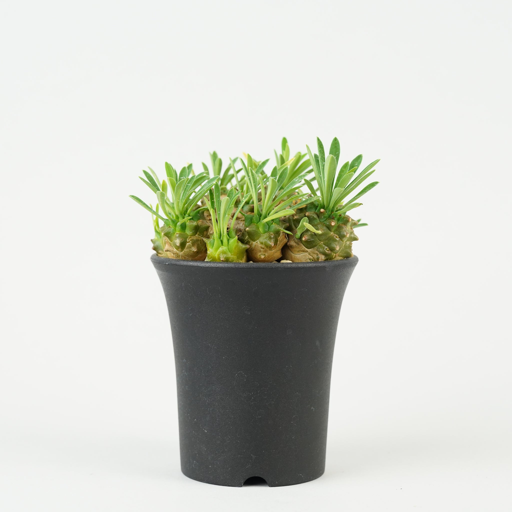 ユーフォルビア・峨眉山「Euphorbia 'Gabisan'」/EU453