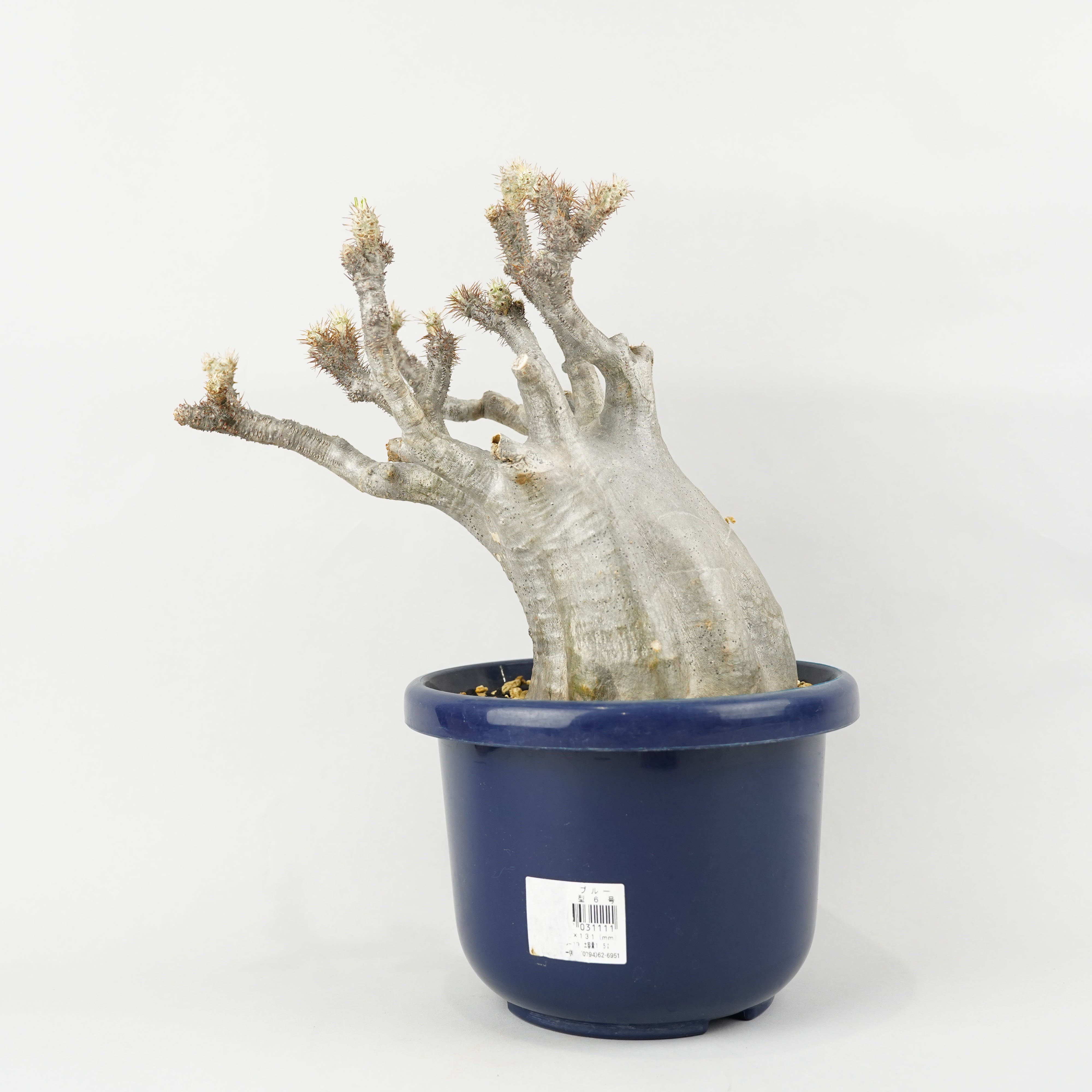 おしゃれな植木鉢や珍しい観葉植物を販売｜鉢と植物専門店 HACHI-8
