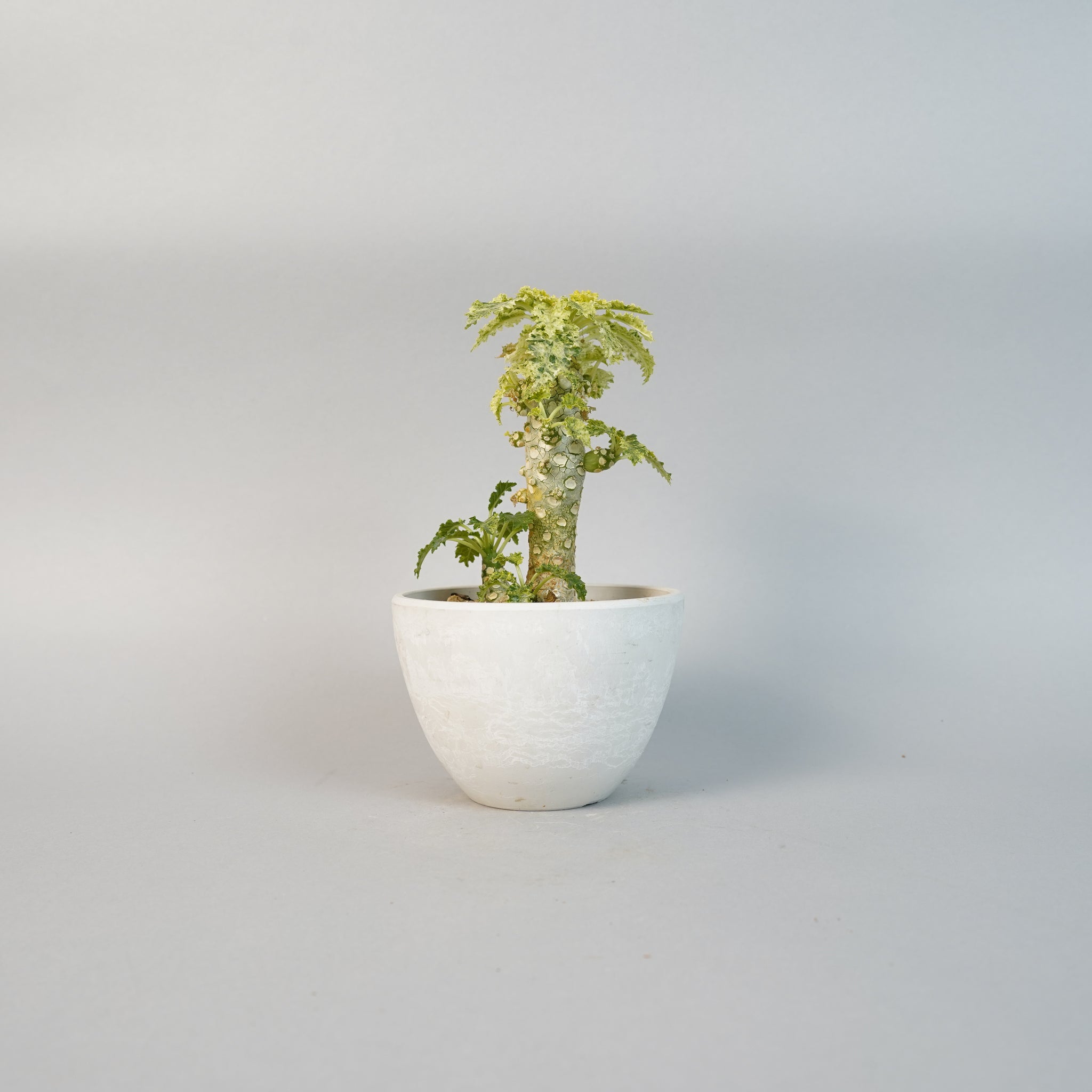 ドルステニア ホルウッディ 斑入 Dorstenia horwoodii/ET0043