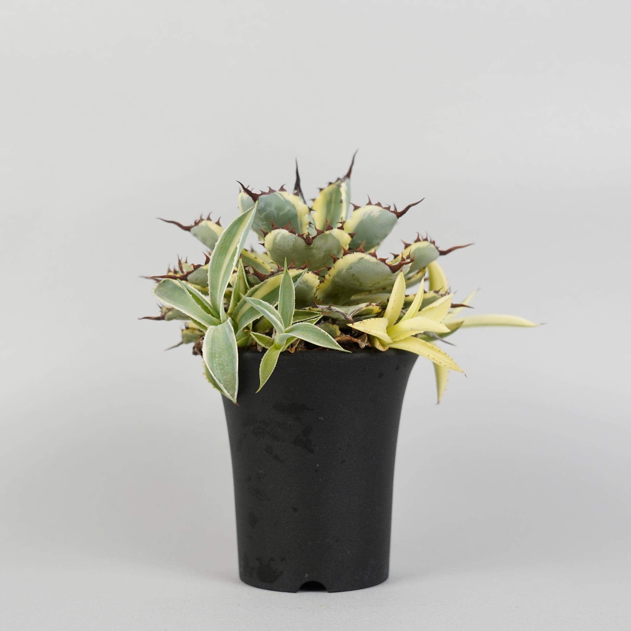 アガベ ポタトルム 吉祥冠錦 Agave potatorum kisshokan variegata/AG0127