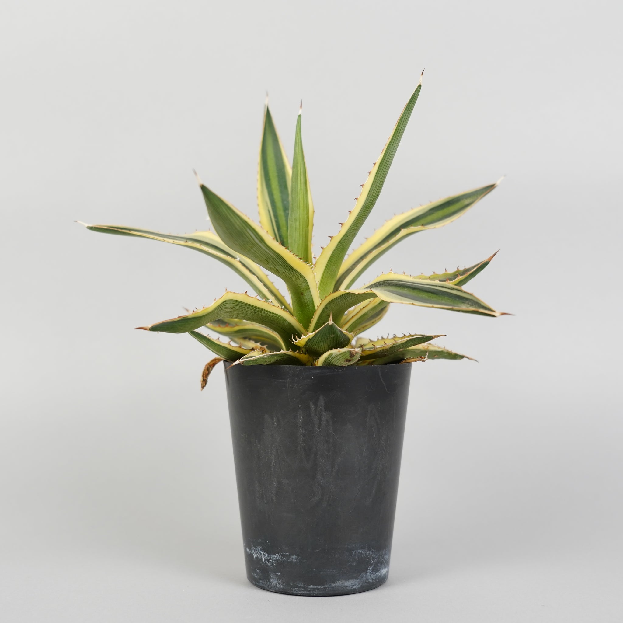 アガベ 五色万代 Agave univittata quadricolor/AG0126