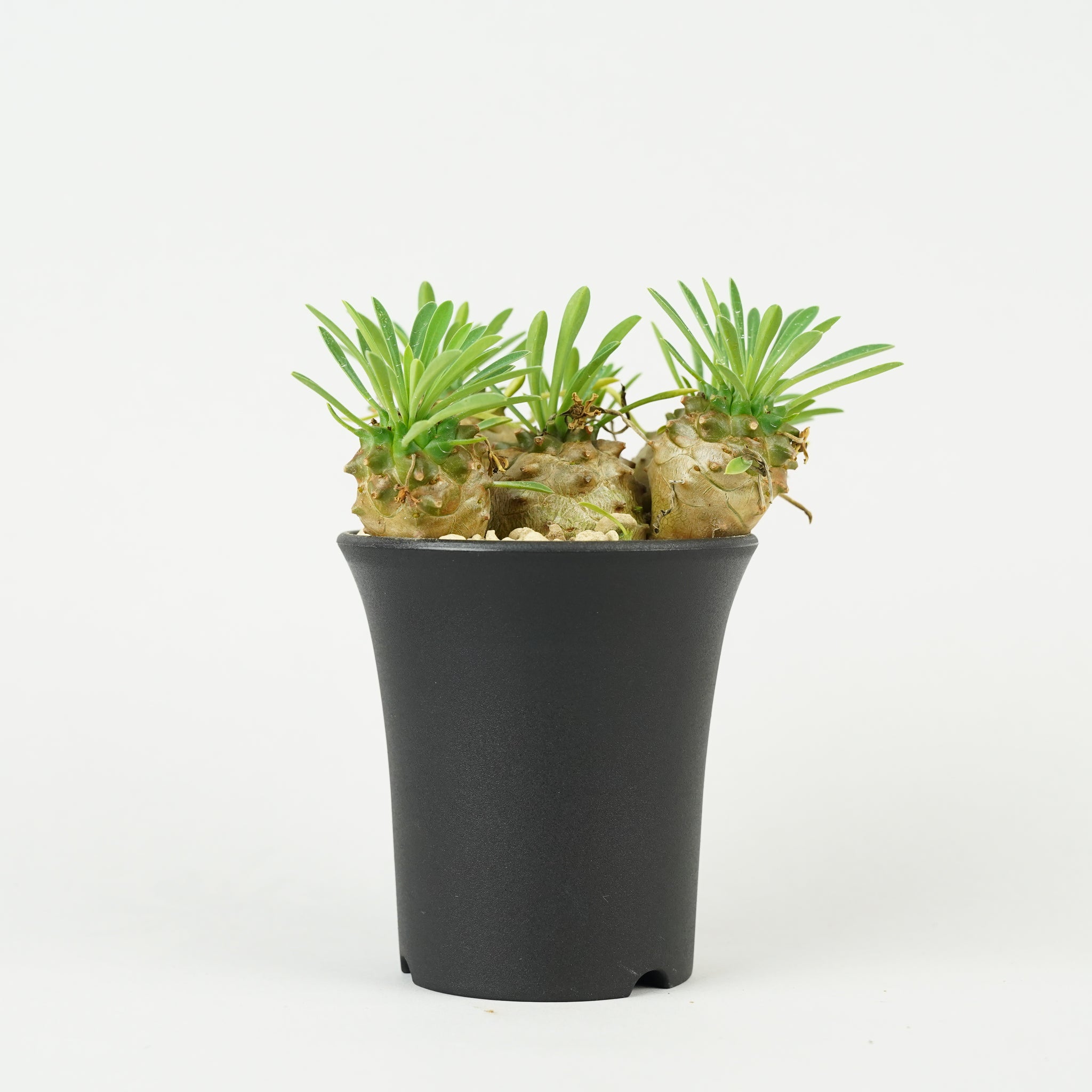 ユーフォルビア・峨眉山「Euphorbia 'Gabisan'」/EU435