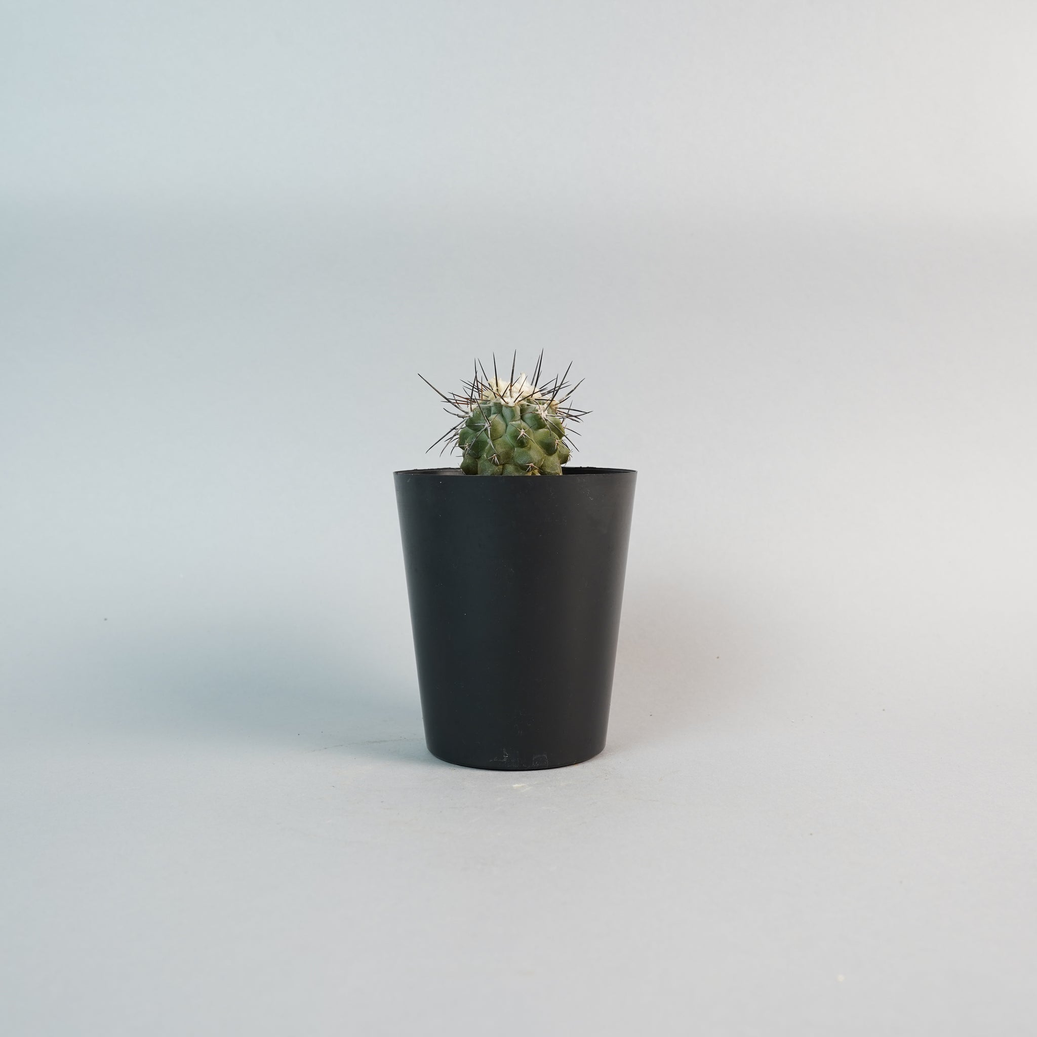コピアポア ブリッジシー Copiapoa bridgesii/CA0105