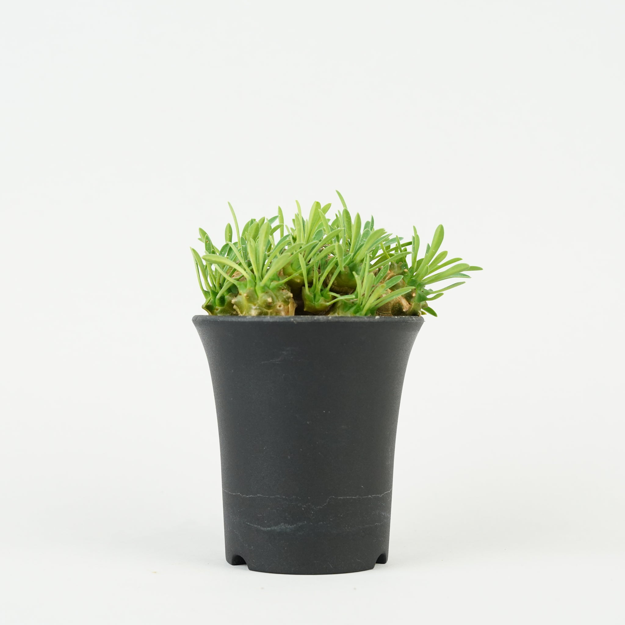 ユーフォルビア・峨眉山「Euphorbia 'Gabisan'」/EU438