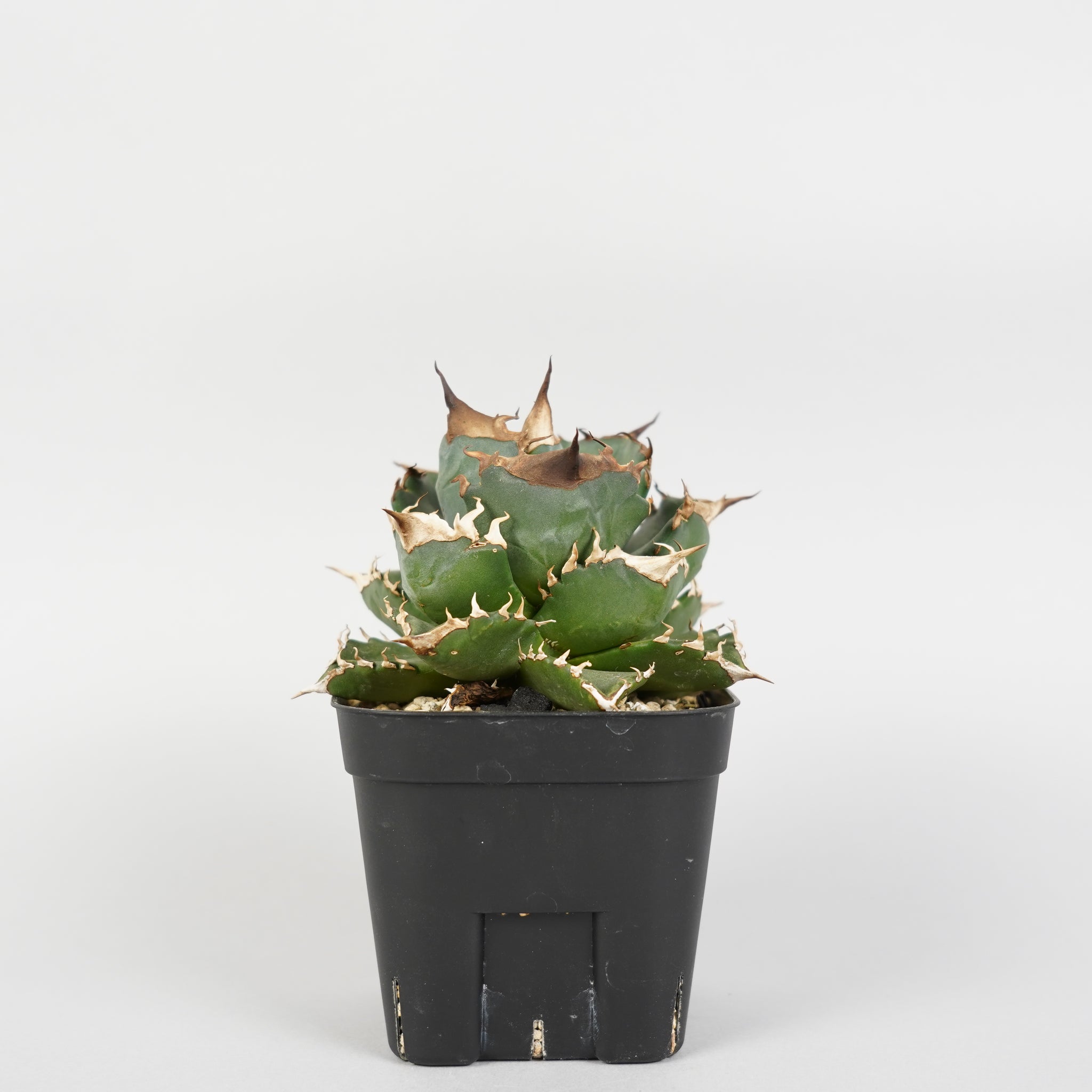 アガベ チタノタ 白火焔 Agave titanota white fire/AG0114