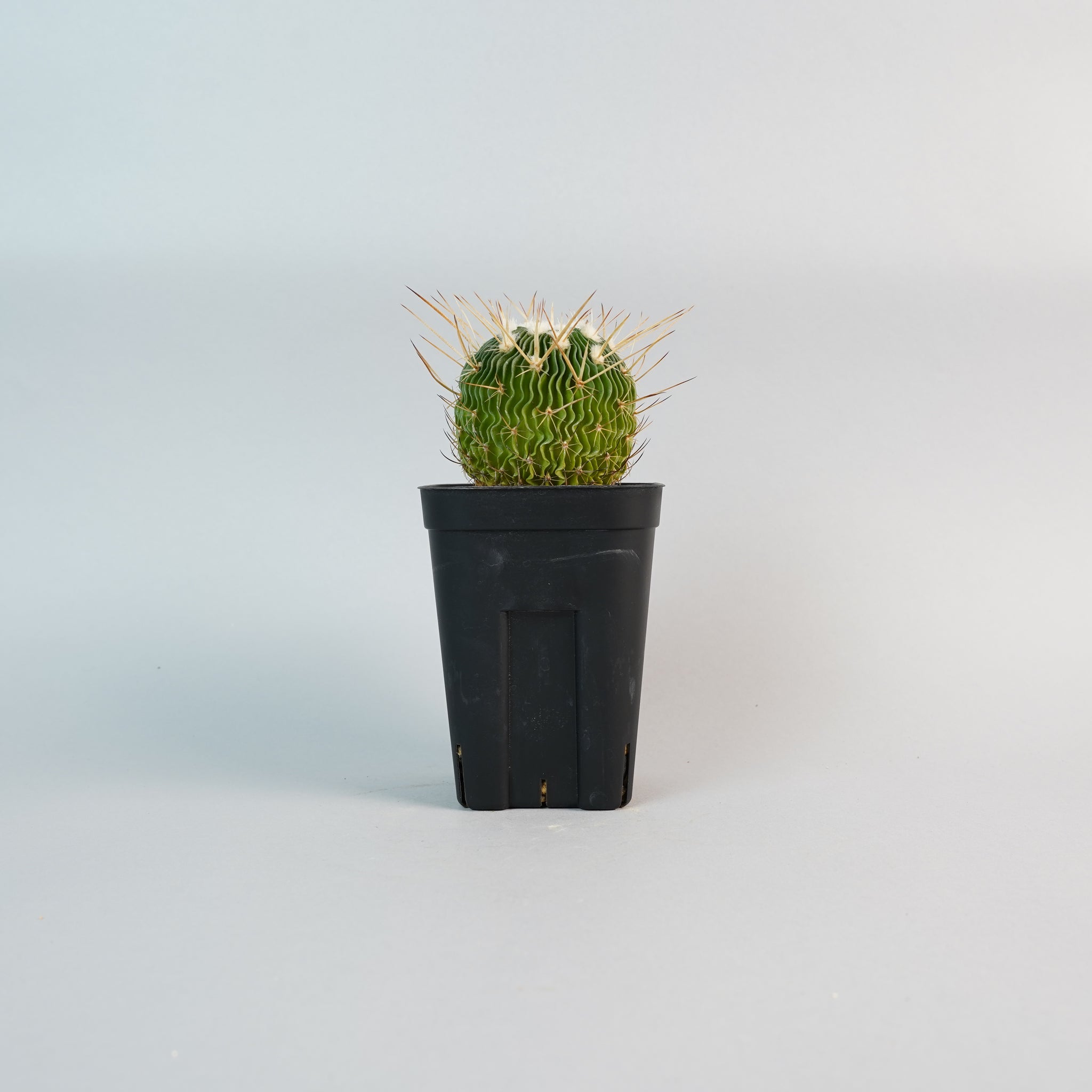 ステノカクタス 千波万波 Stenocactus multicostatus/CA0119