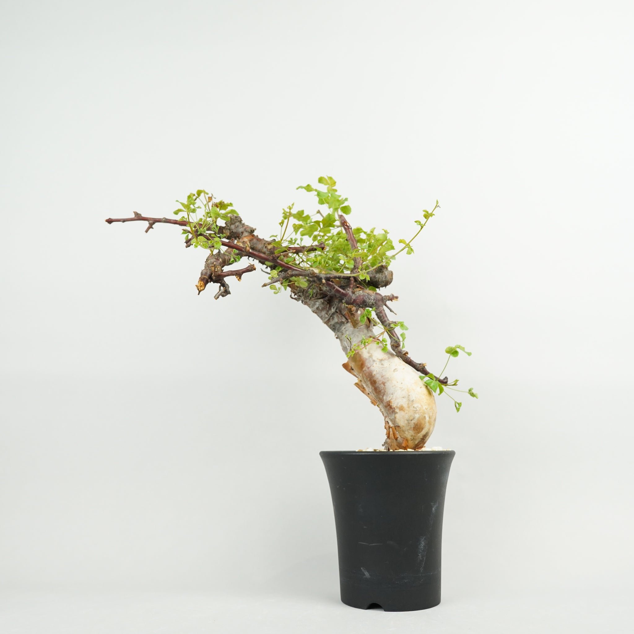 コミフォラ・カタフ・ターカネンシス「Commiphora kataf var. turkanensis」/ET1187