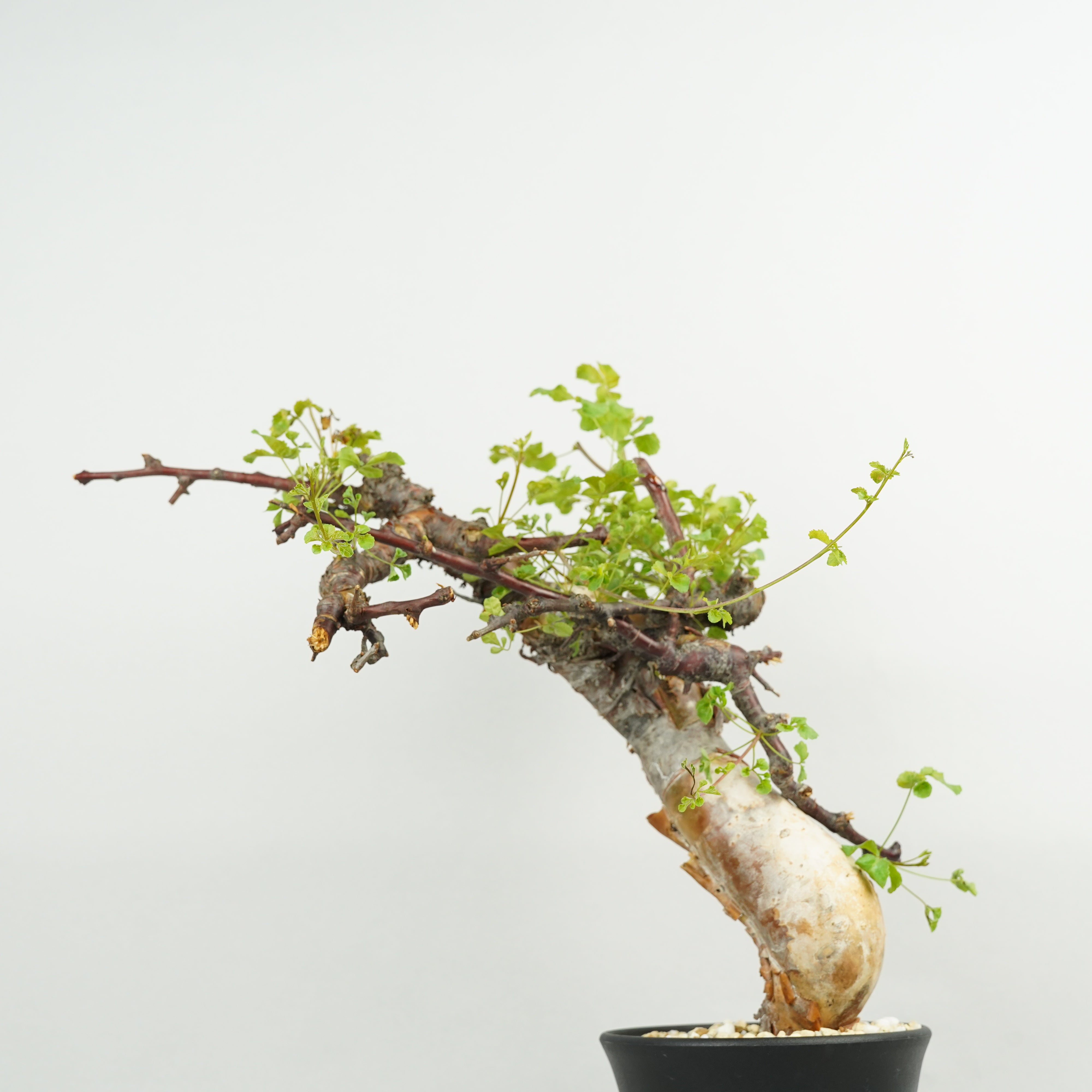 コミフォラ カタフ ターカネンシス Commiphora kataf コミフォラ・カタフ・ターカネンシス「Commiphora kataf var