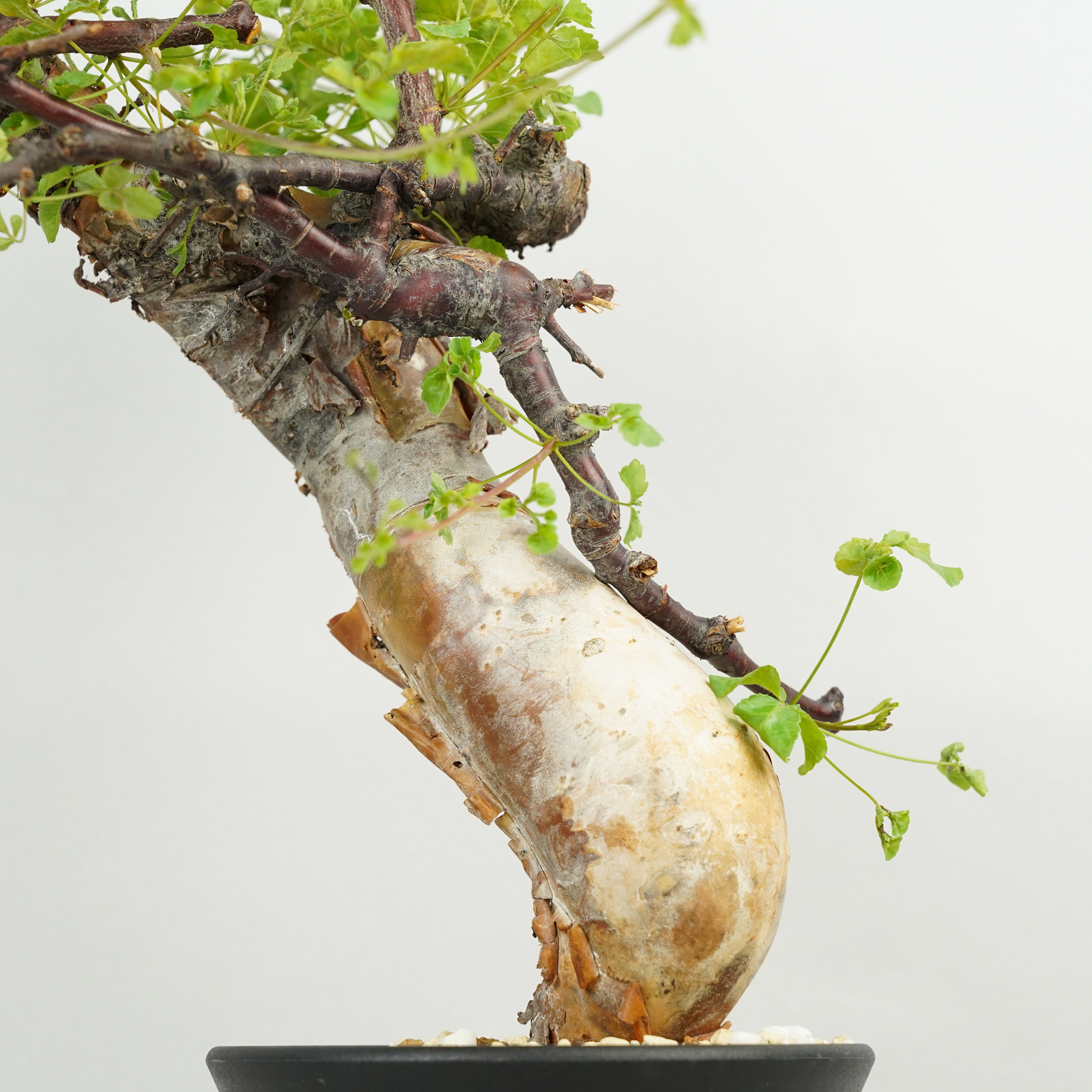 コミフォラ・カタフ・ターカネンシス「Commiphora kataf var